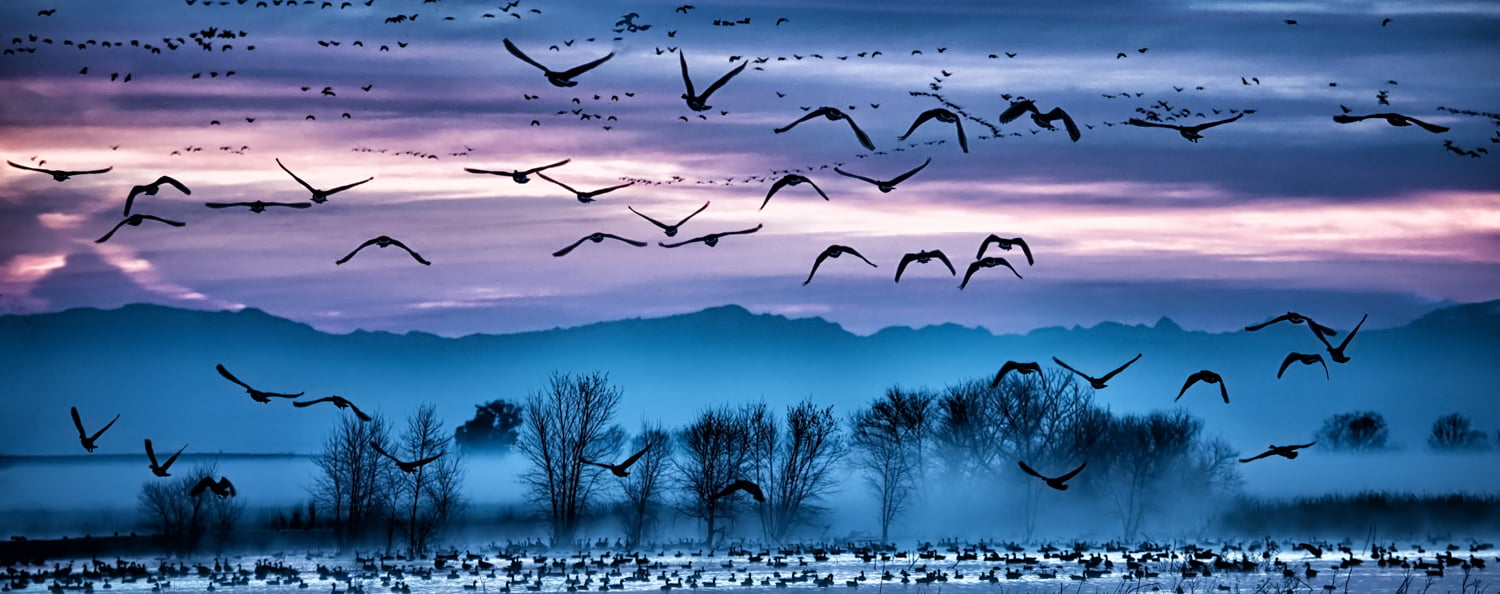 silhouette photo of birds and trees, Dawn, Another World, Merced