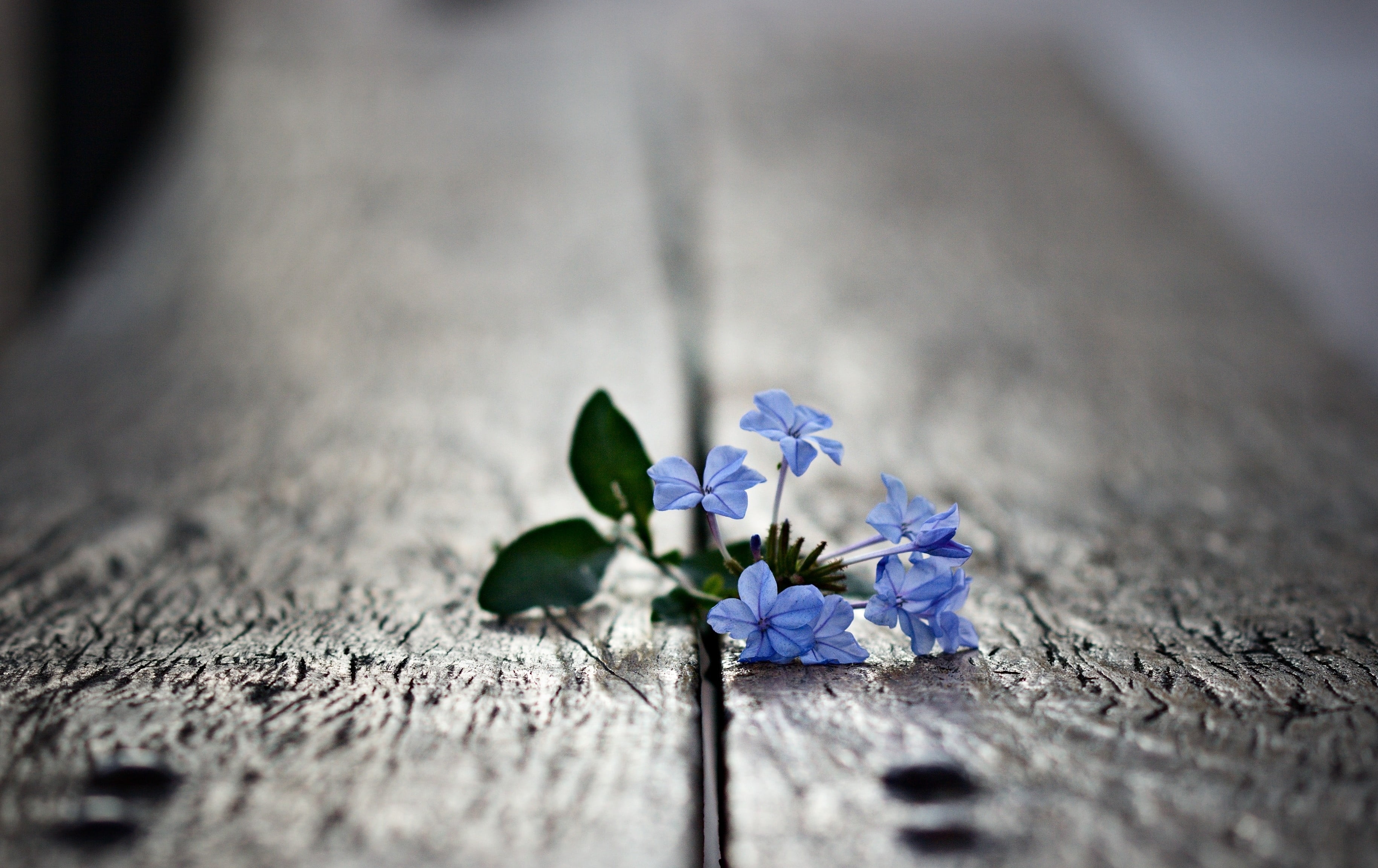 blue petaled flowers, macro, plants, nature, close-up, backgrounds
