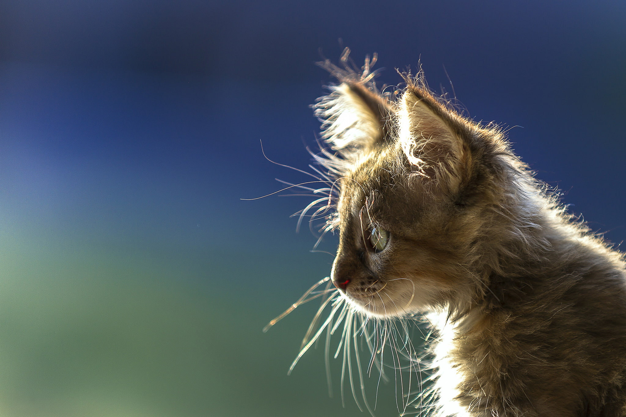 background, portrait, muzzle, profile, kitty