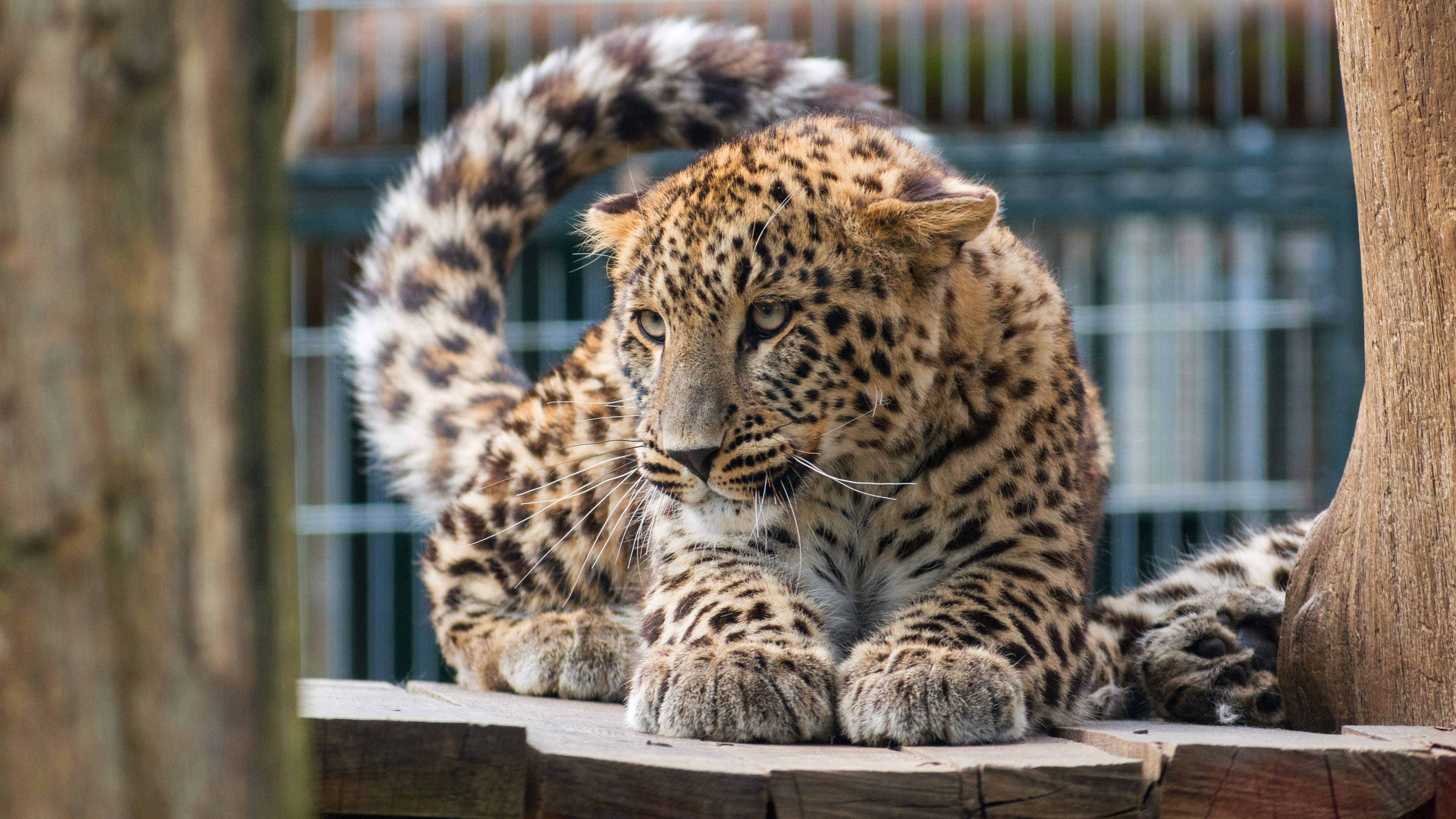 Leopard, Big cat, 4K