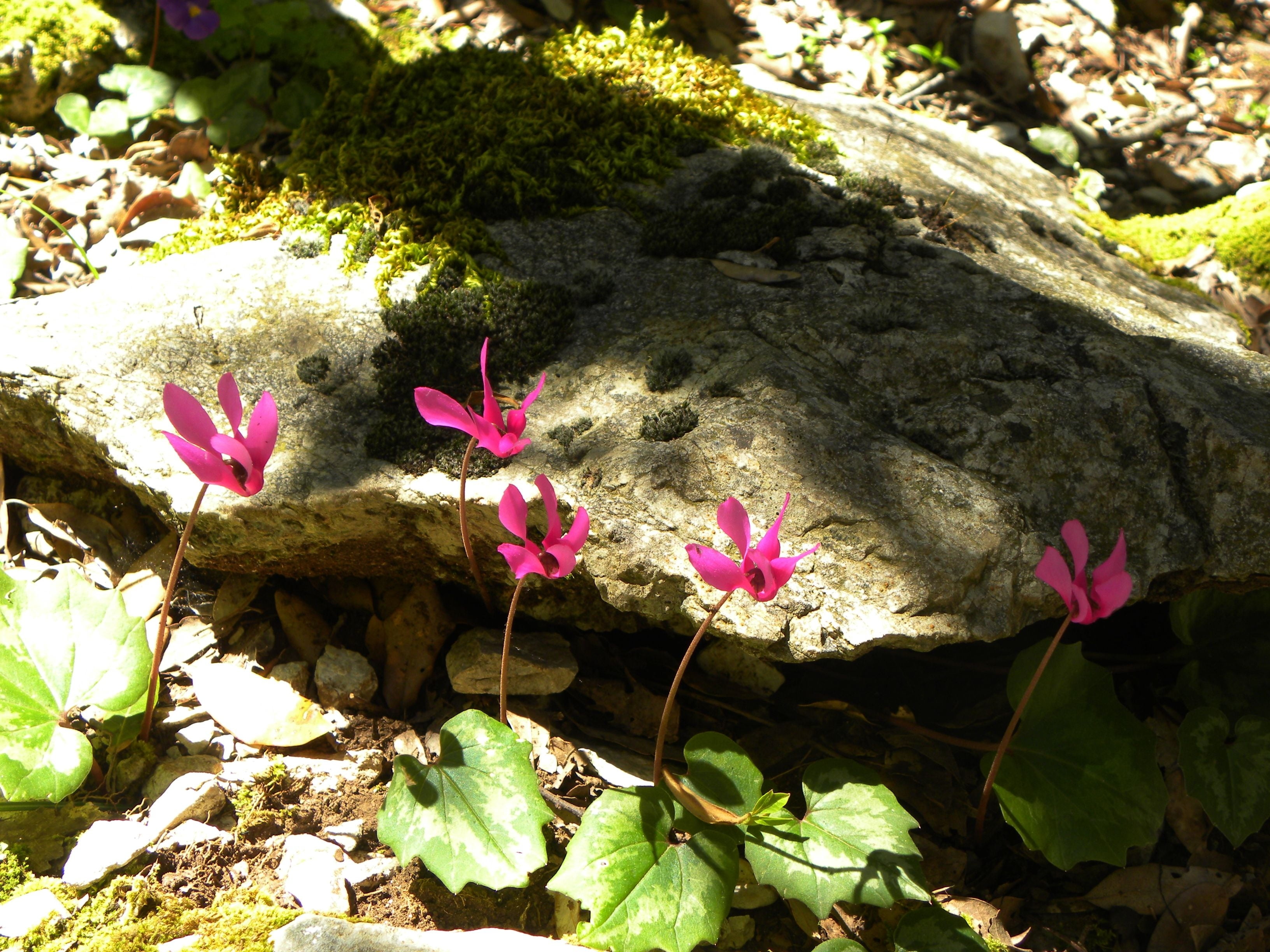 several pink floweres, cyclamen, leaves, stones, moss, shade