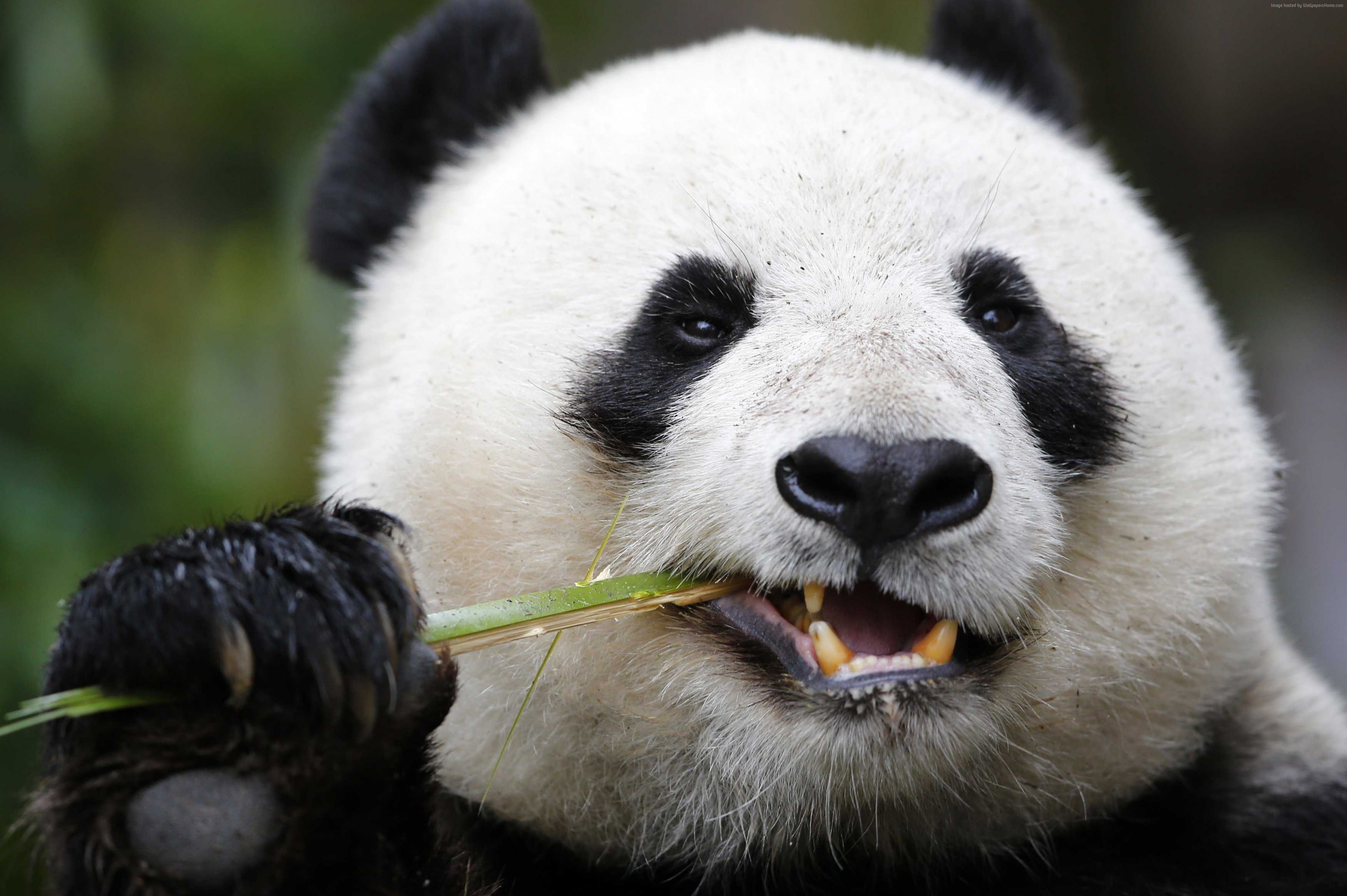 Giant Panda Zoo, Cute animals, animal themes, animal wildlife