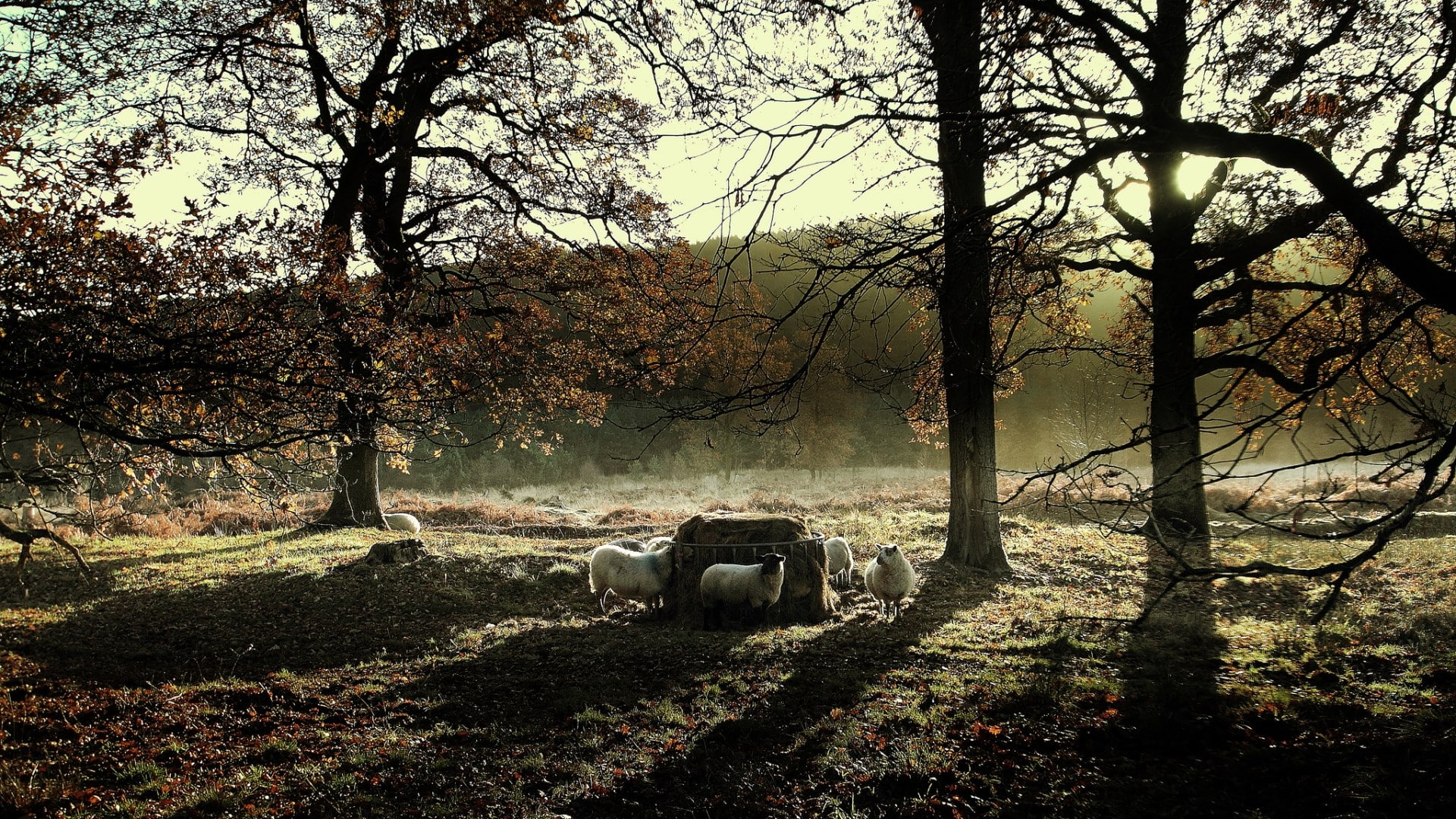 sheep