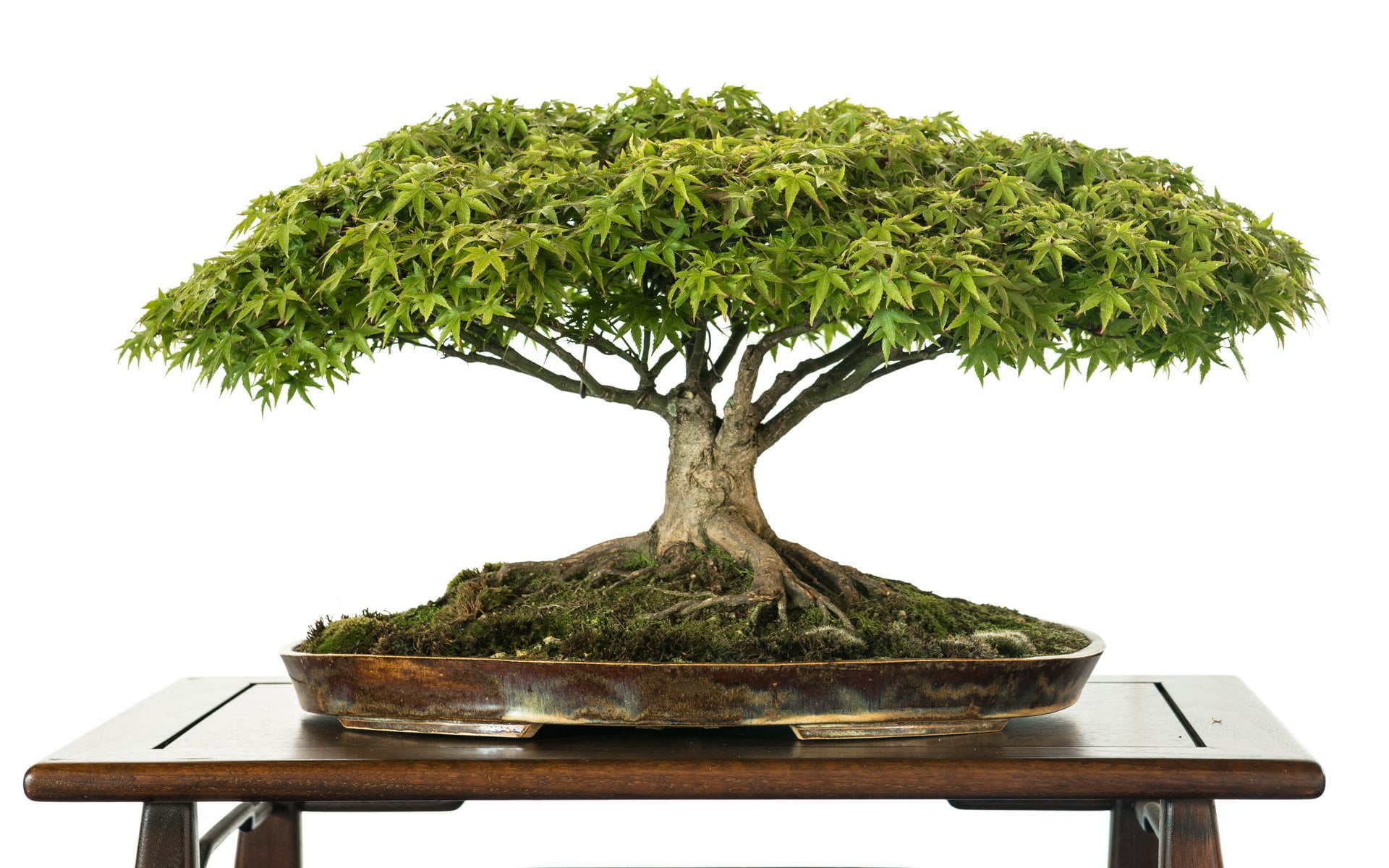 Earth, Bonsai, bonsai tree, plant, growth, no people, green color
