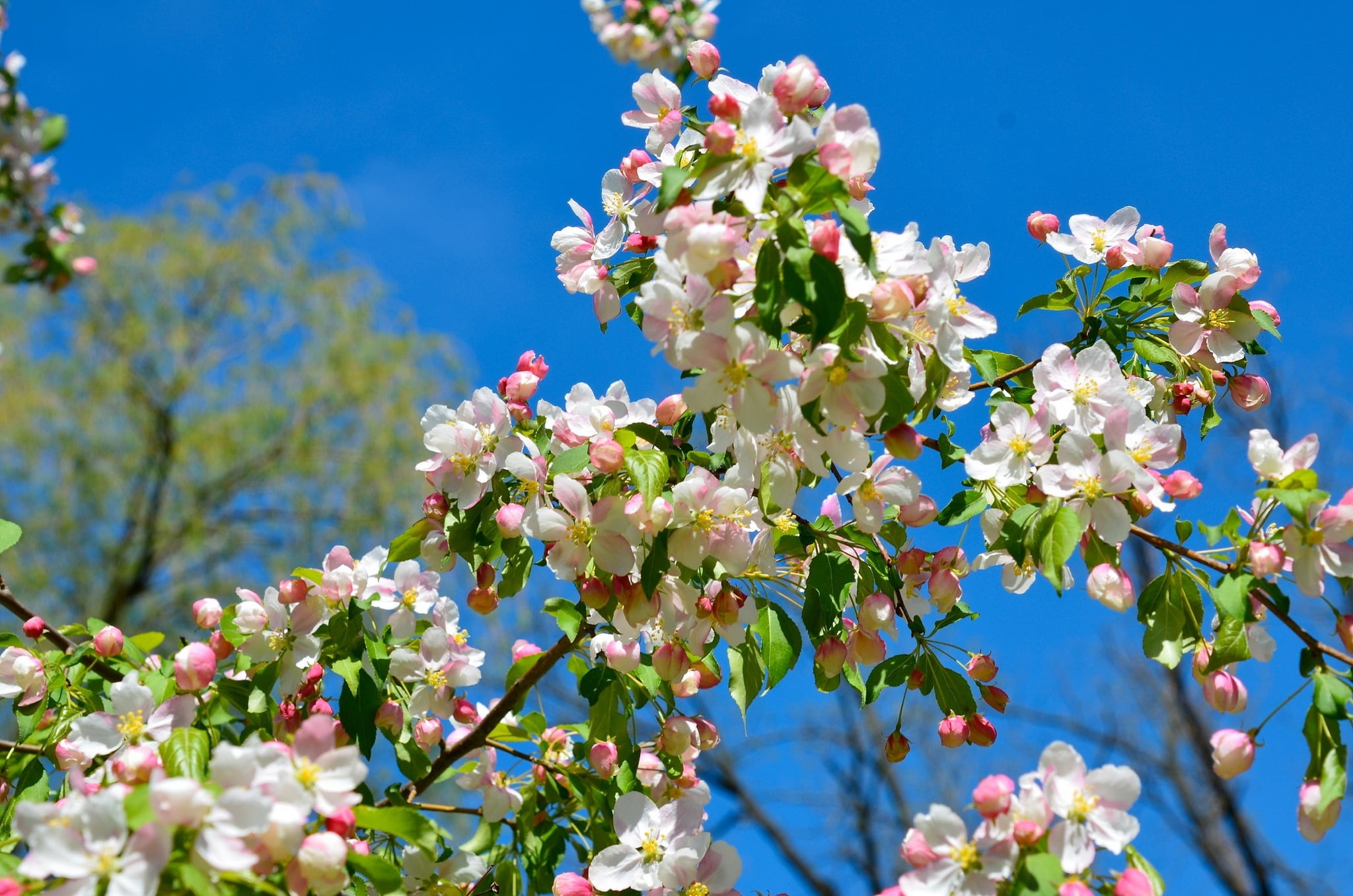 white and pink petaled flowers, apple tree, branches, bloom, spring