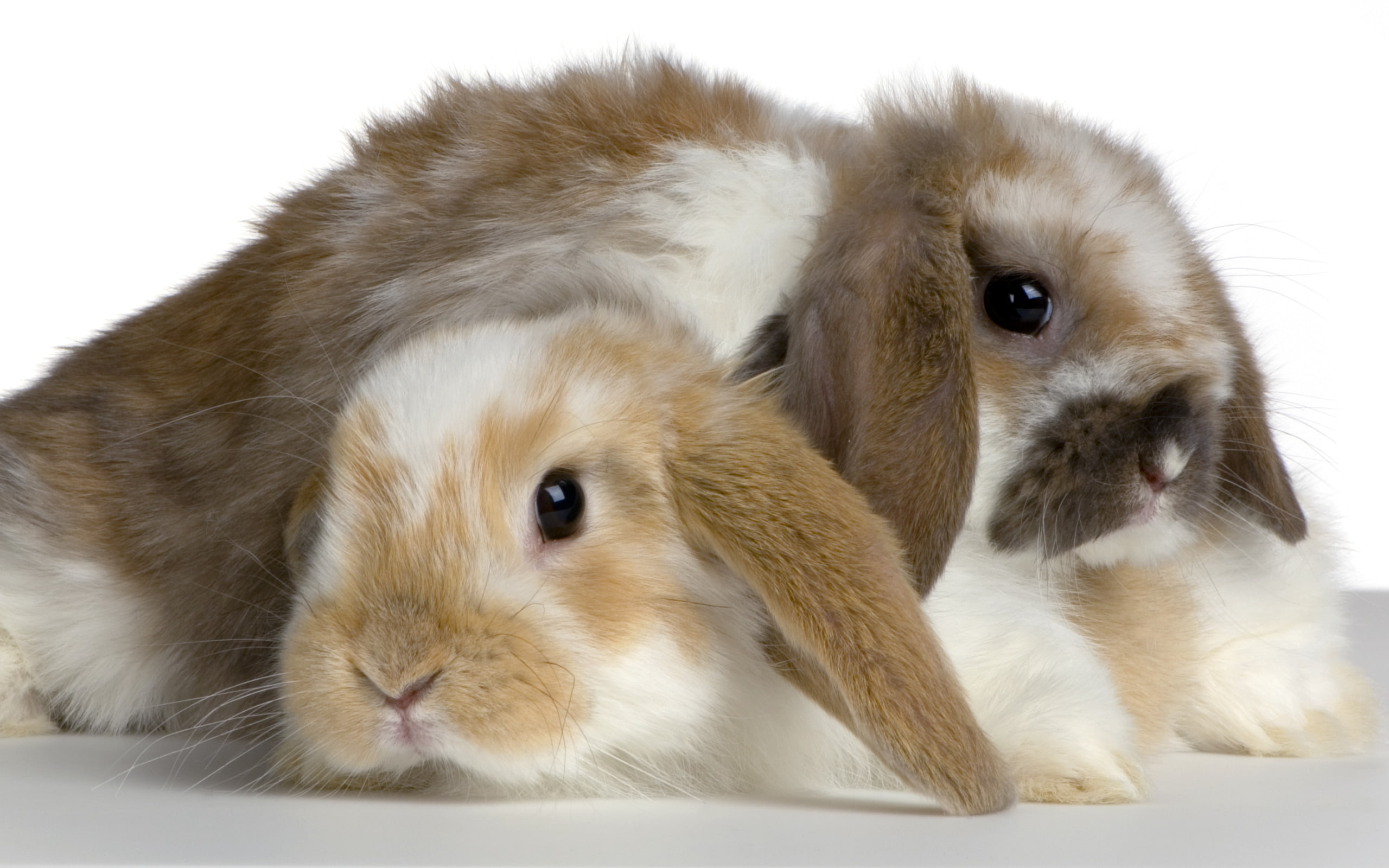 Animal, Rabbit