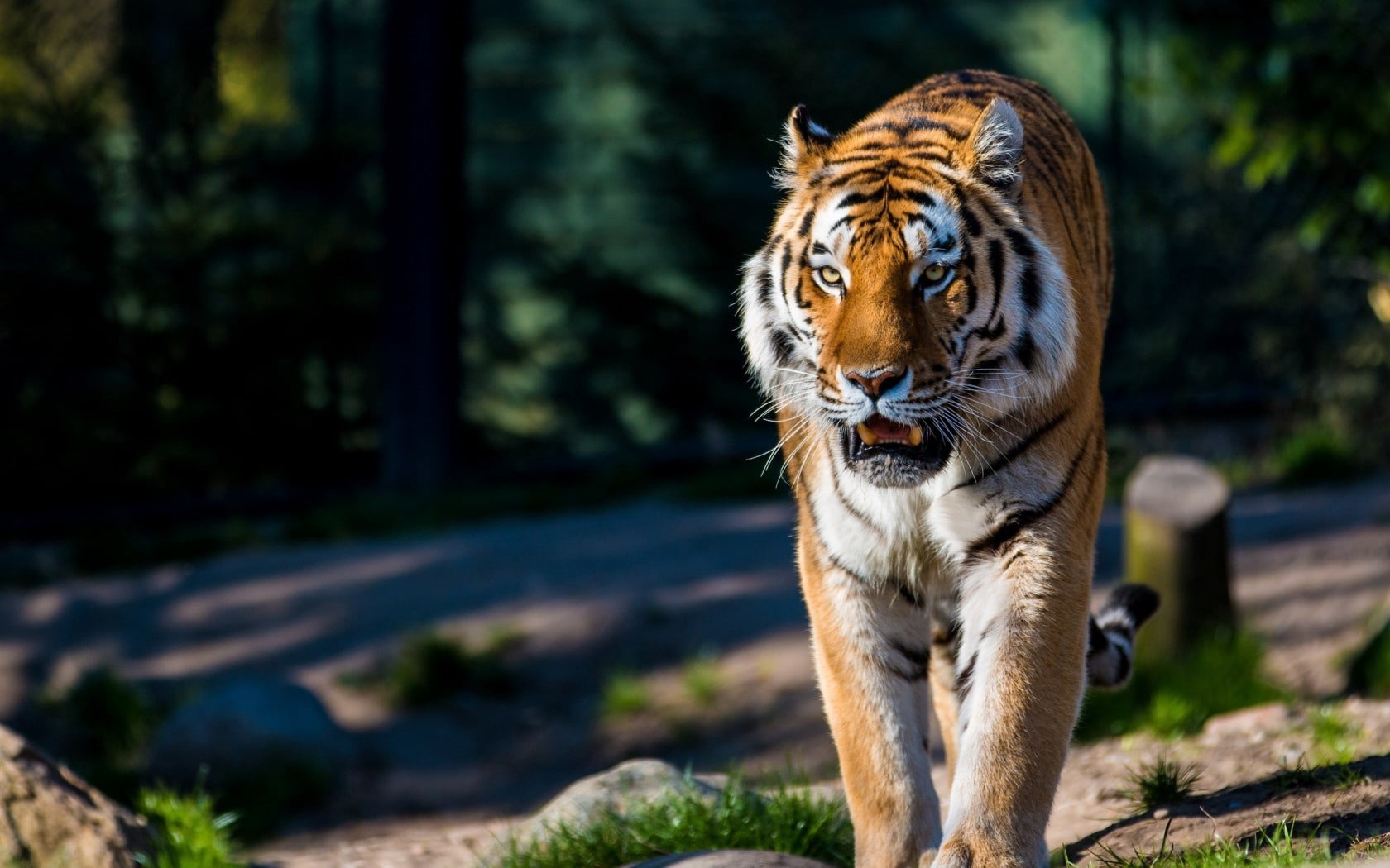brown tiger, amur tiger, wild cat, predator, walking, animal