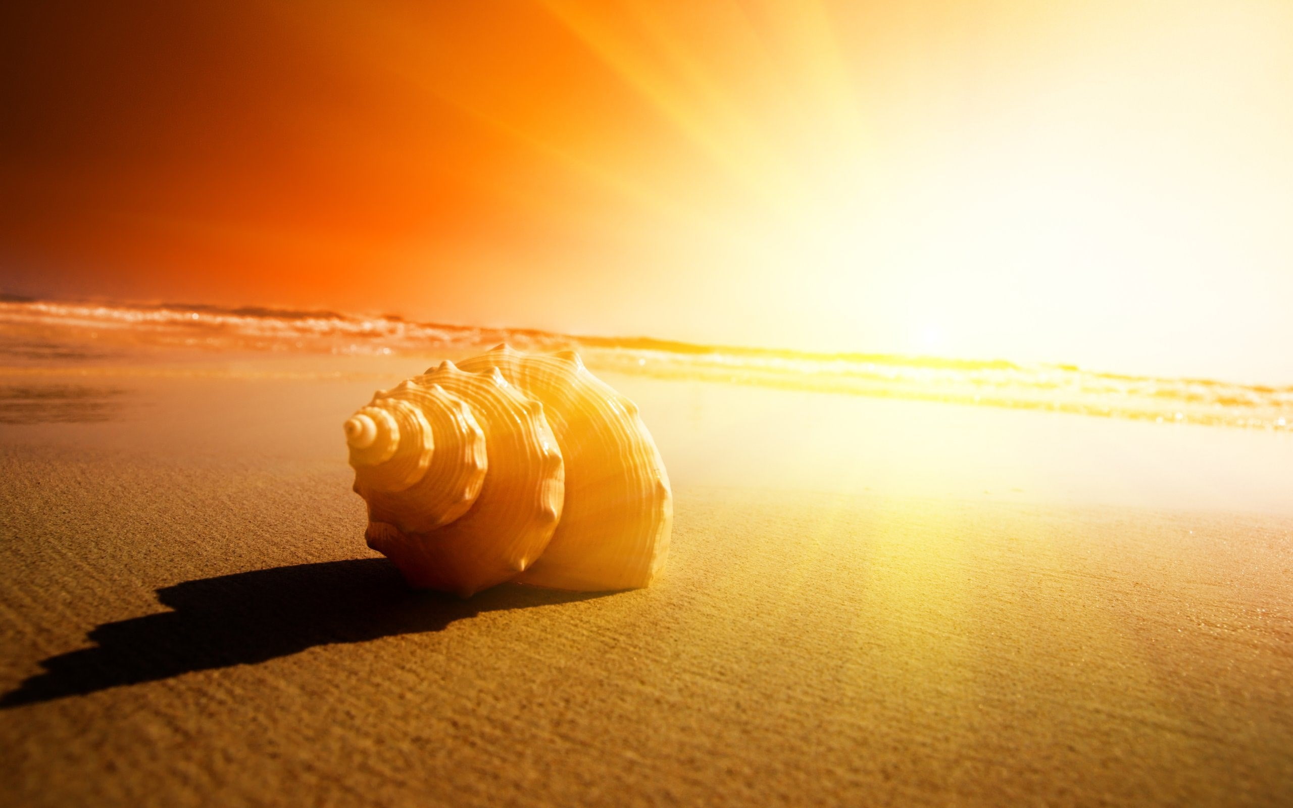shell