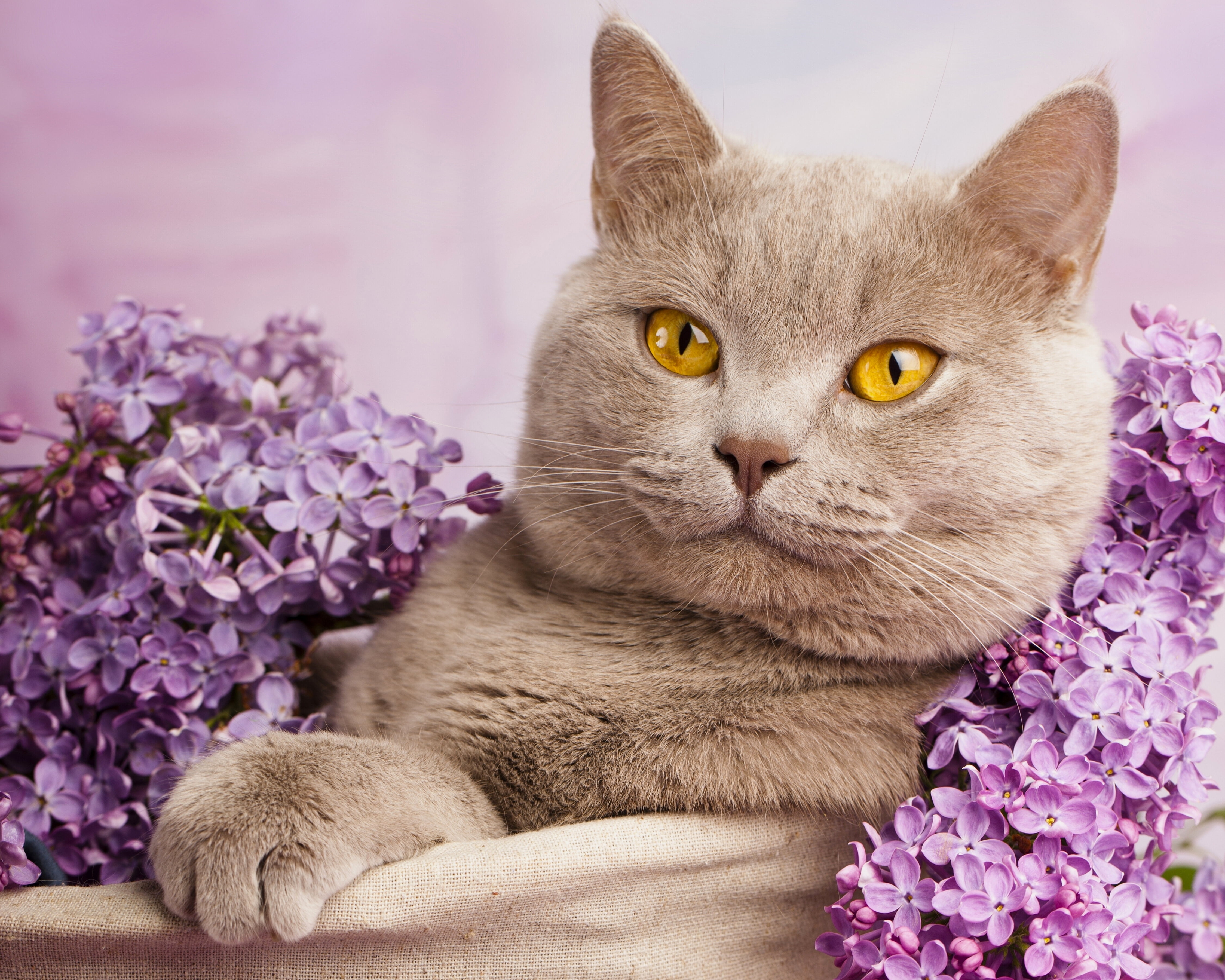 gray cat and purple lilac flowers, portrait, British Shorthair