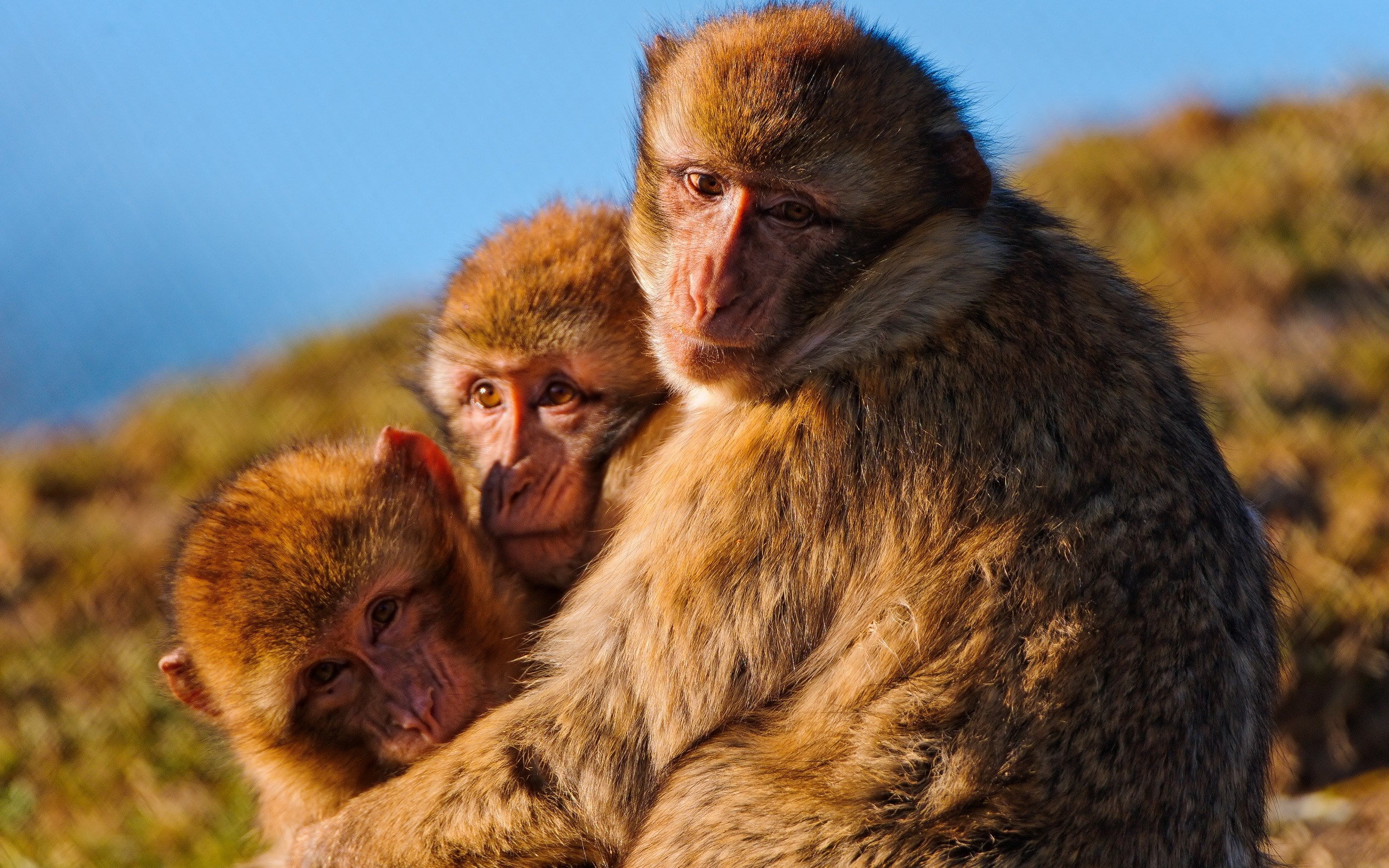 monkey