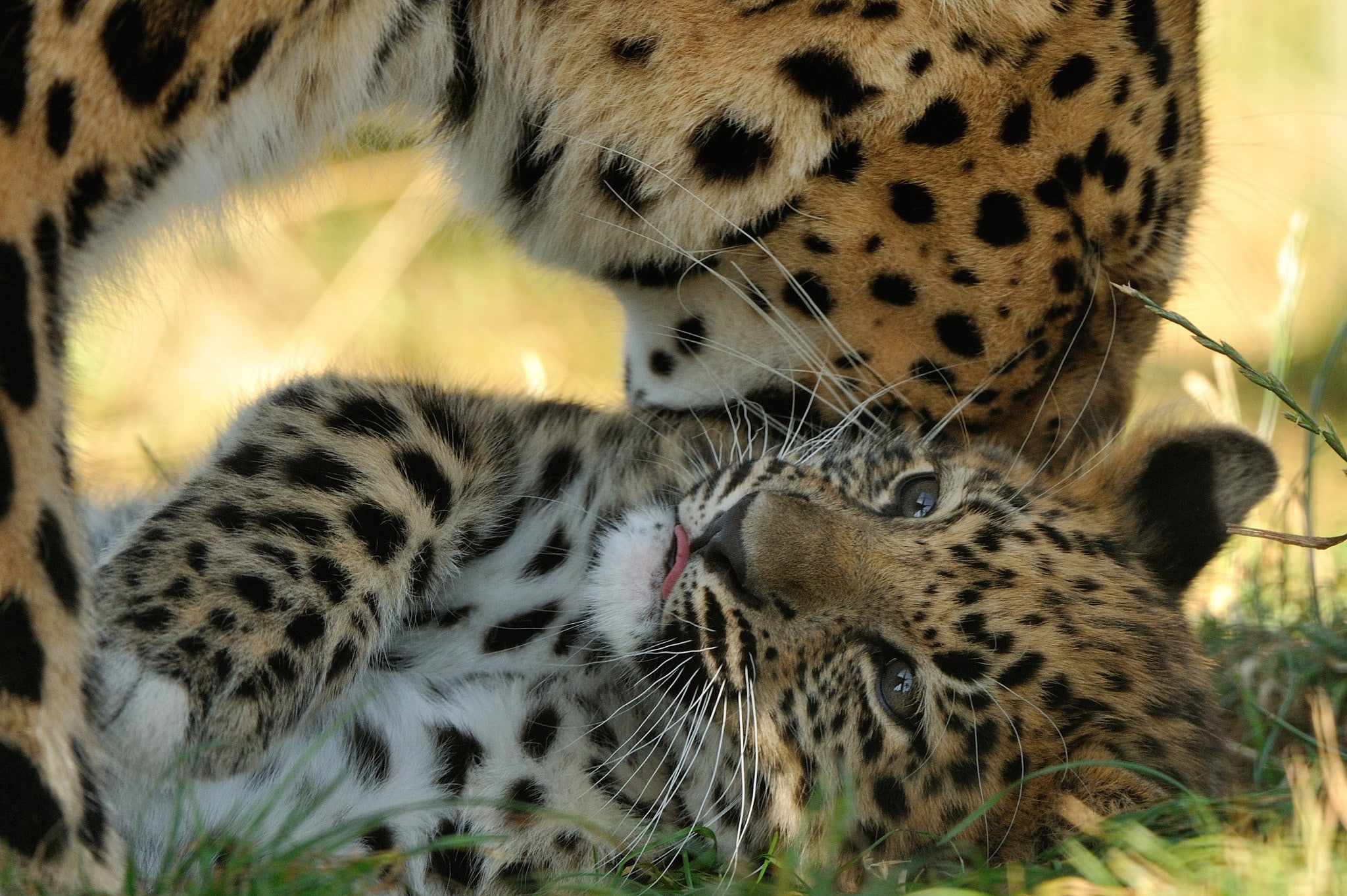 leopard