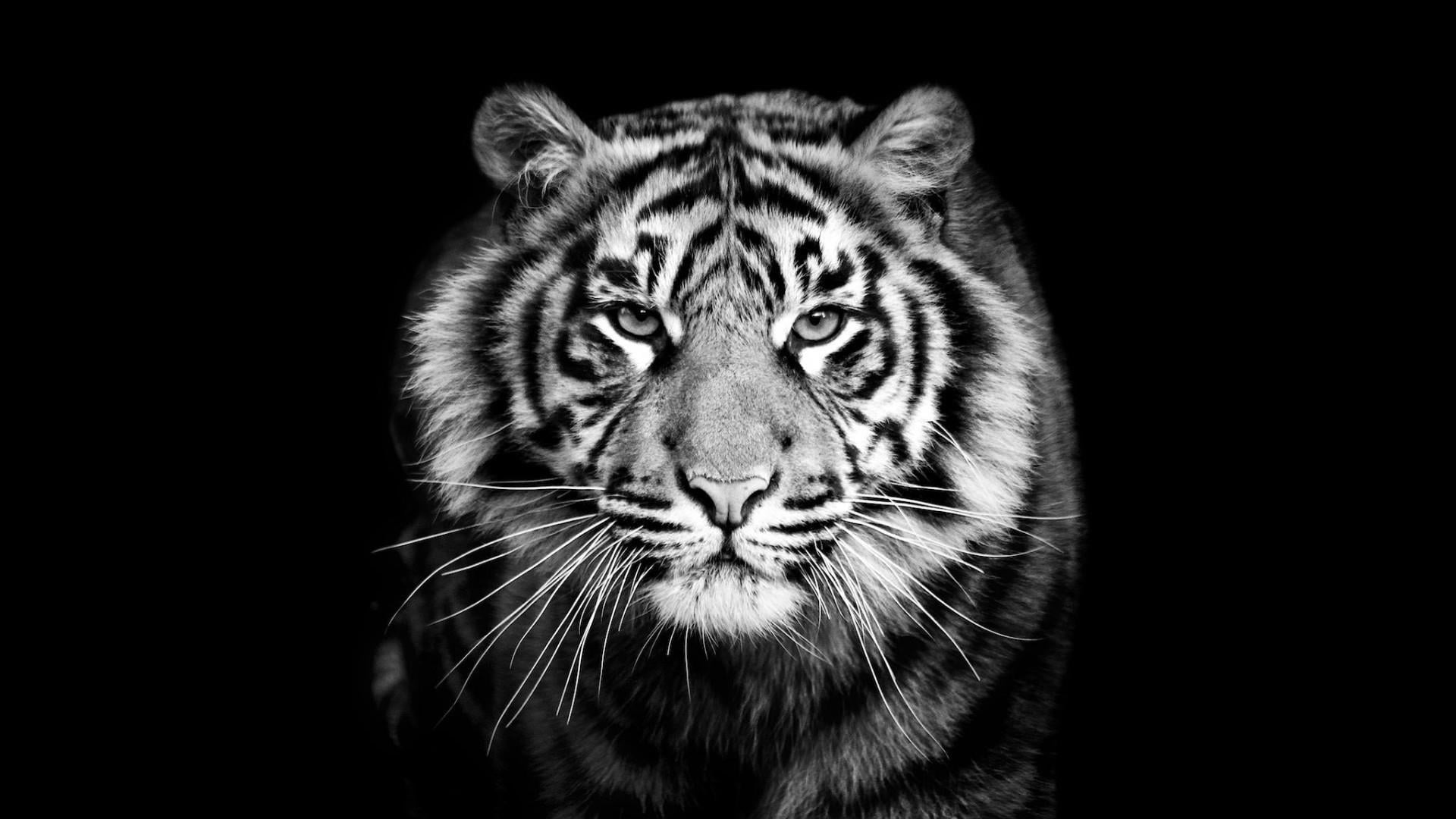 tiger, black, black and white, wildlife, monochrome photography