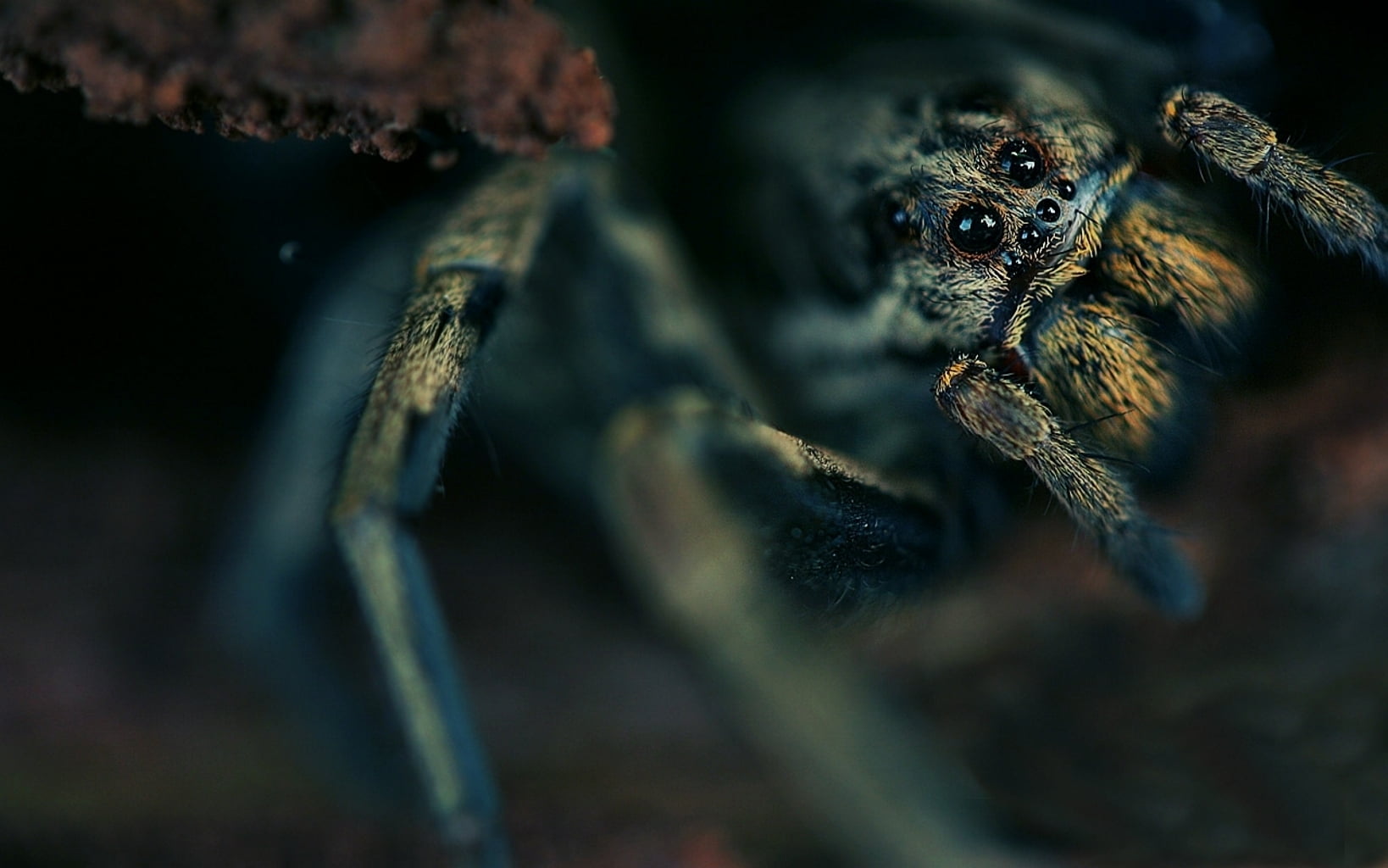 black and brown tarantula, spider, eyes, hide, dark, arachnid