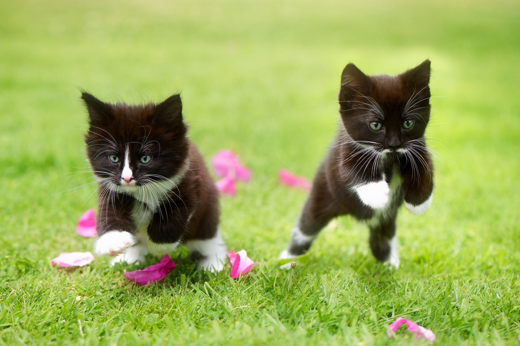 two tuxedo kittens, cat, grass, jumping, animals, domestic cat