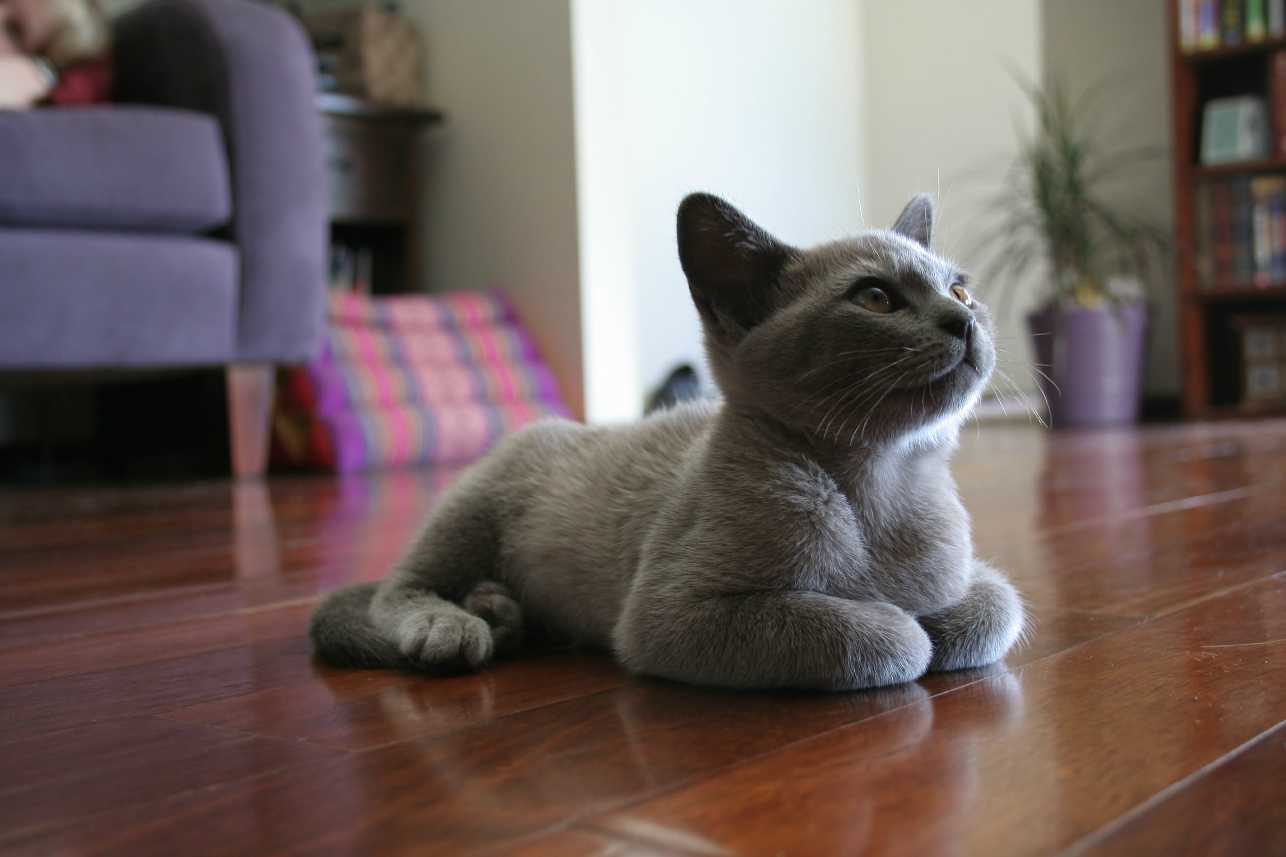 grey British shorthair cat, kitty, room, furniture, lies, on the floor