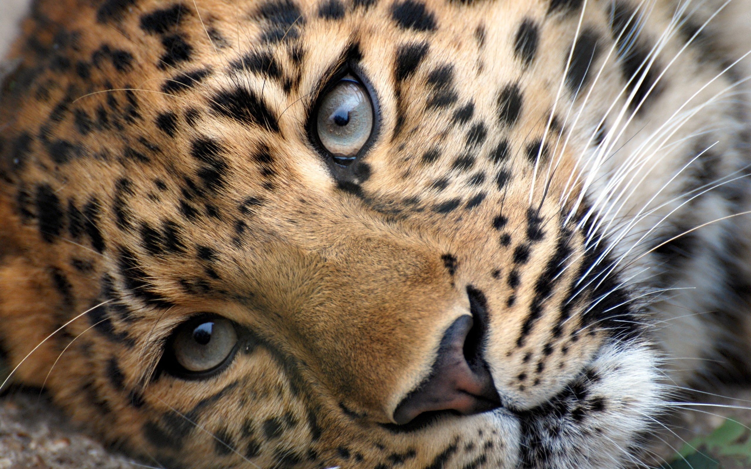 Leopard HD, animals