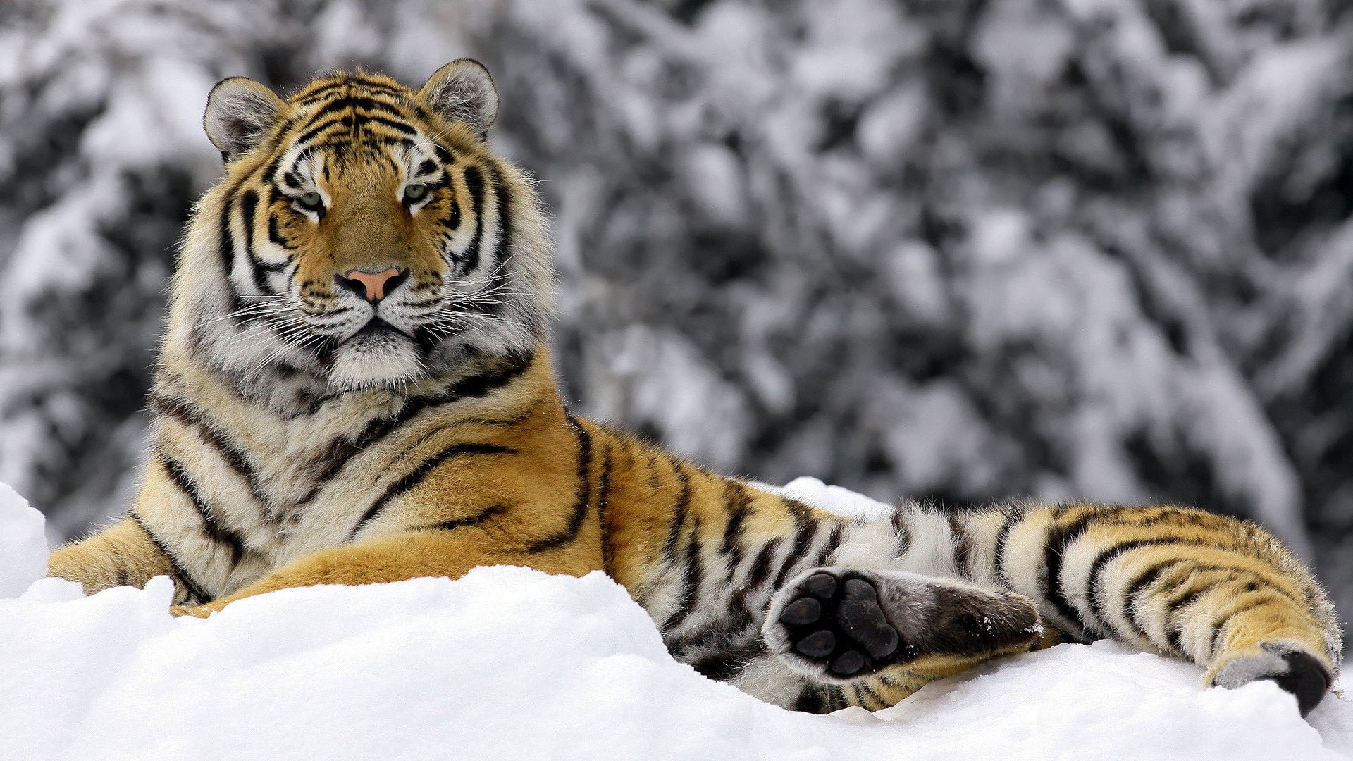 Cats, Tiger