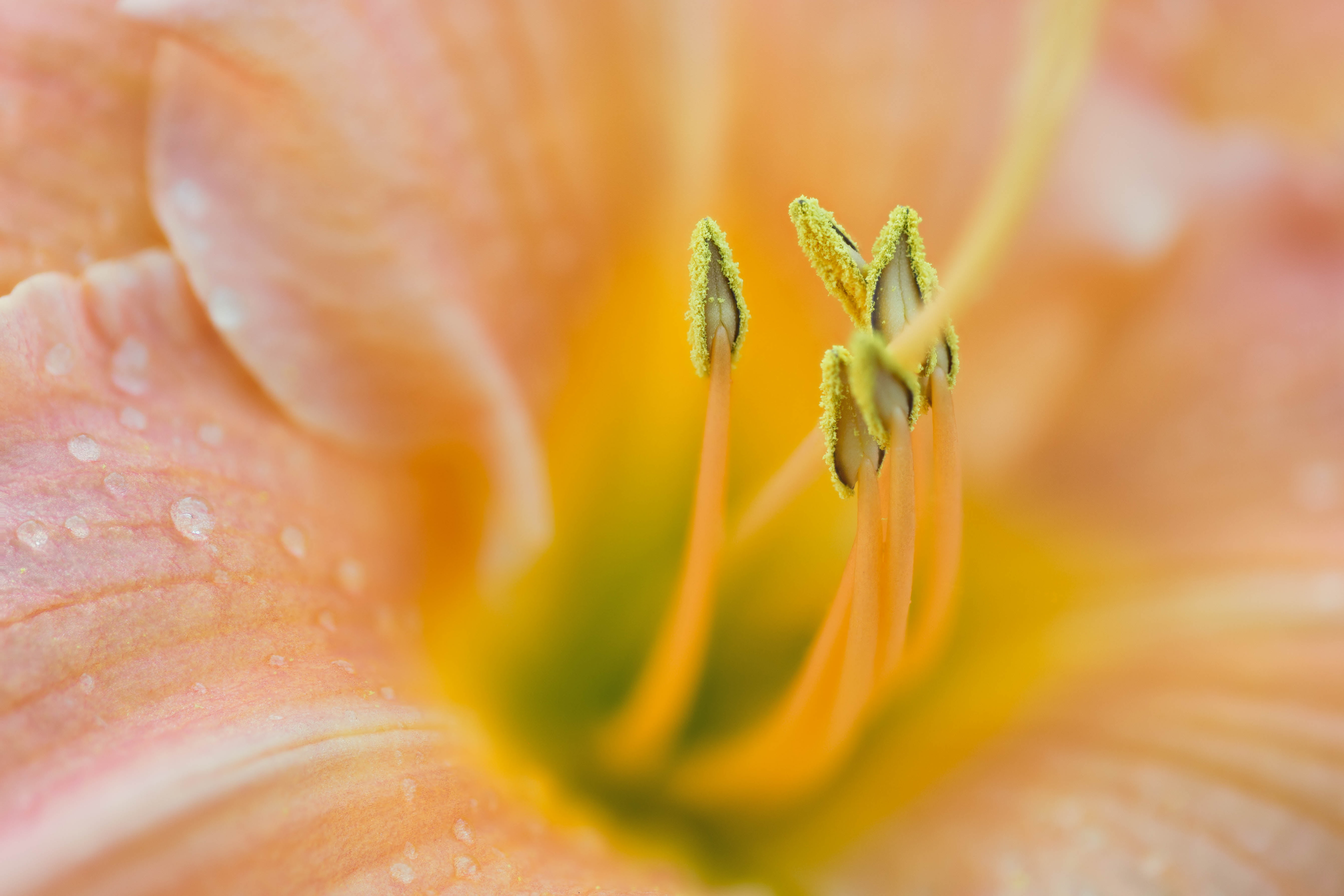 micro photography of yellow flower, lily, lily, floral, macro