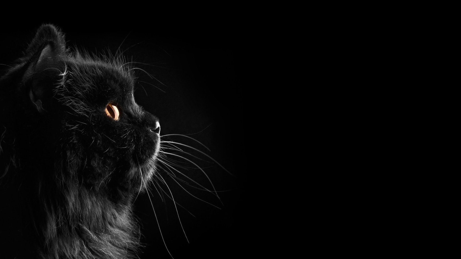 1920x1080 px black black background Black Cats cat Dark Selective
Coloring Nature Fields HD Art