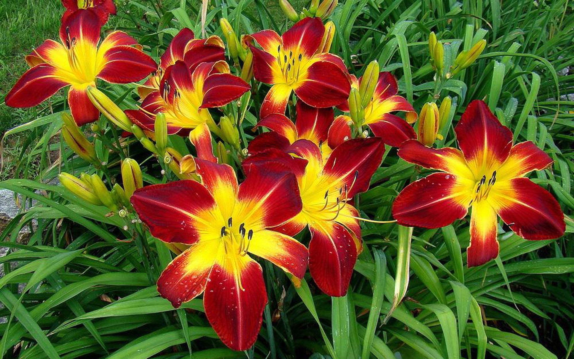 Daylily Hemerocallis’ Ruby Spider’ Fine Variety Perennial Plants Color Of Flowers Deep Wine Red Desktop Hd Wallpaper For Mobile Phones Tablet And Pc 1920×1200