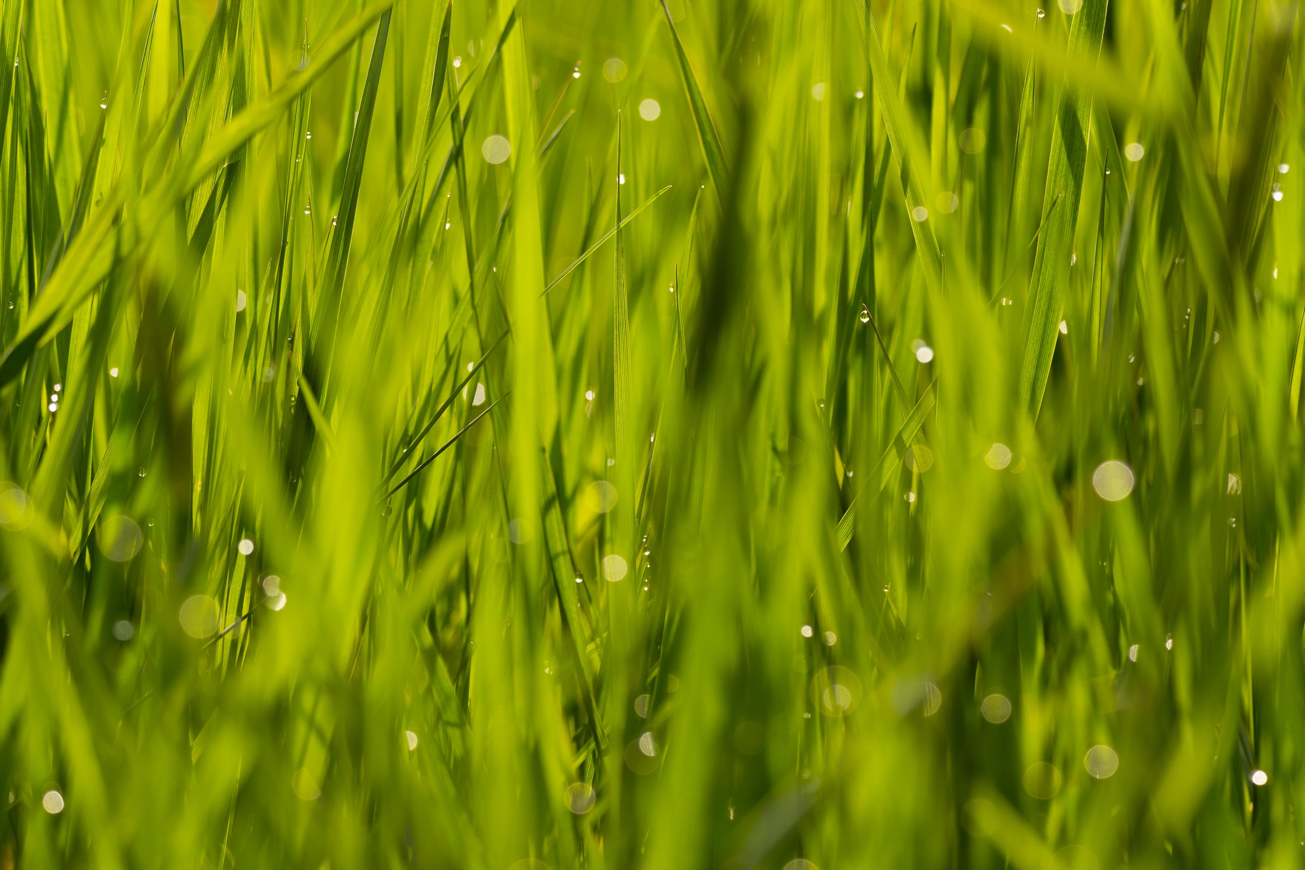 green grass with bokeh, mal, im, desktop  background, light, reflections