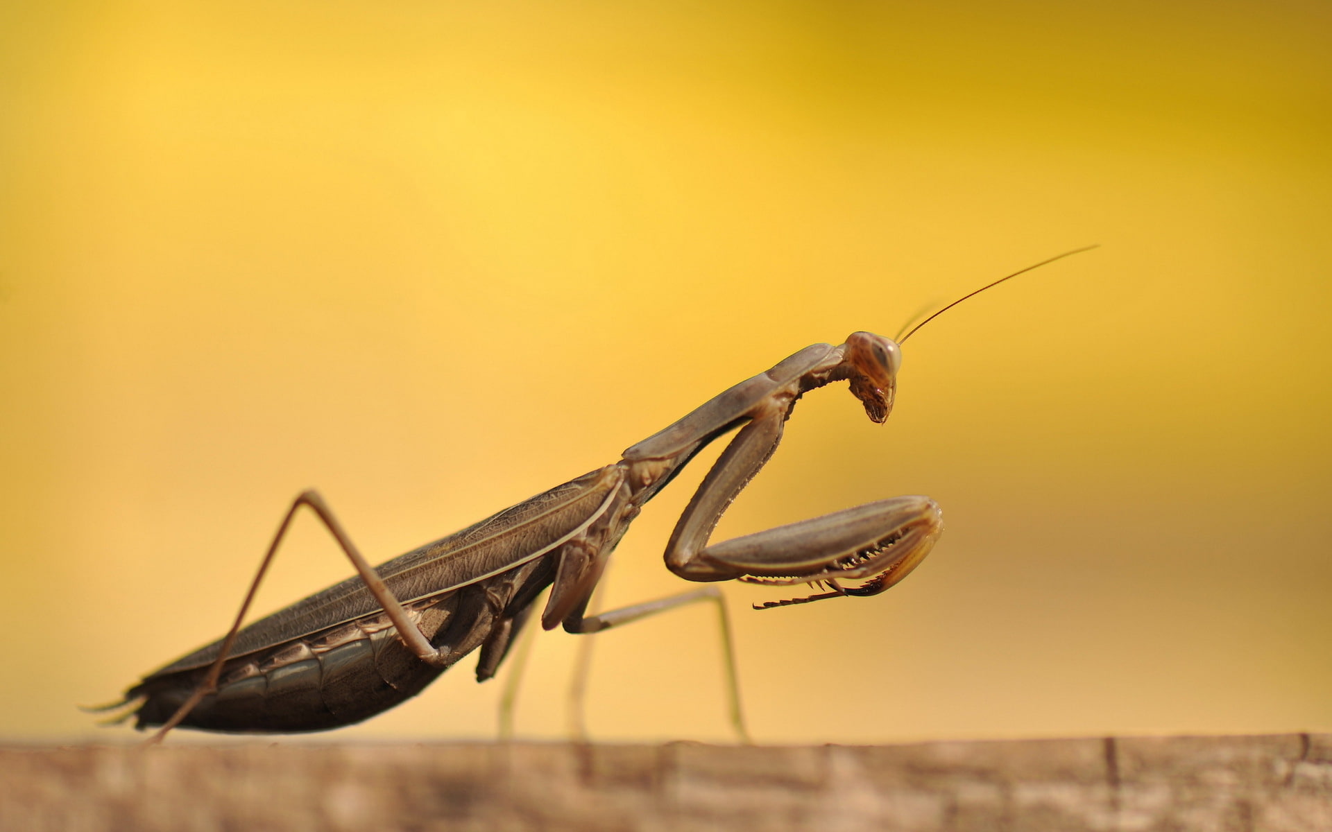 macro, beetle, Mantis