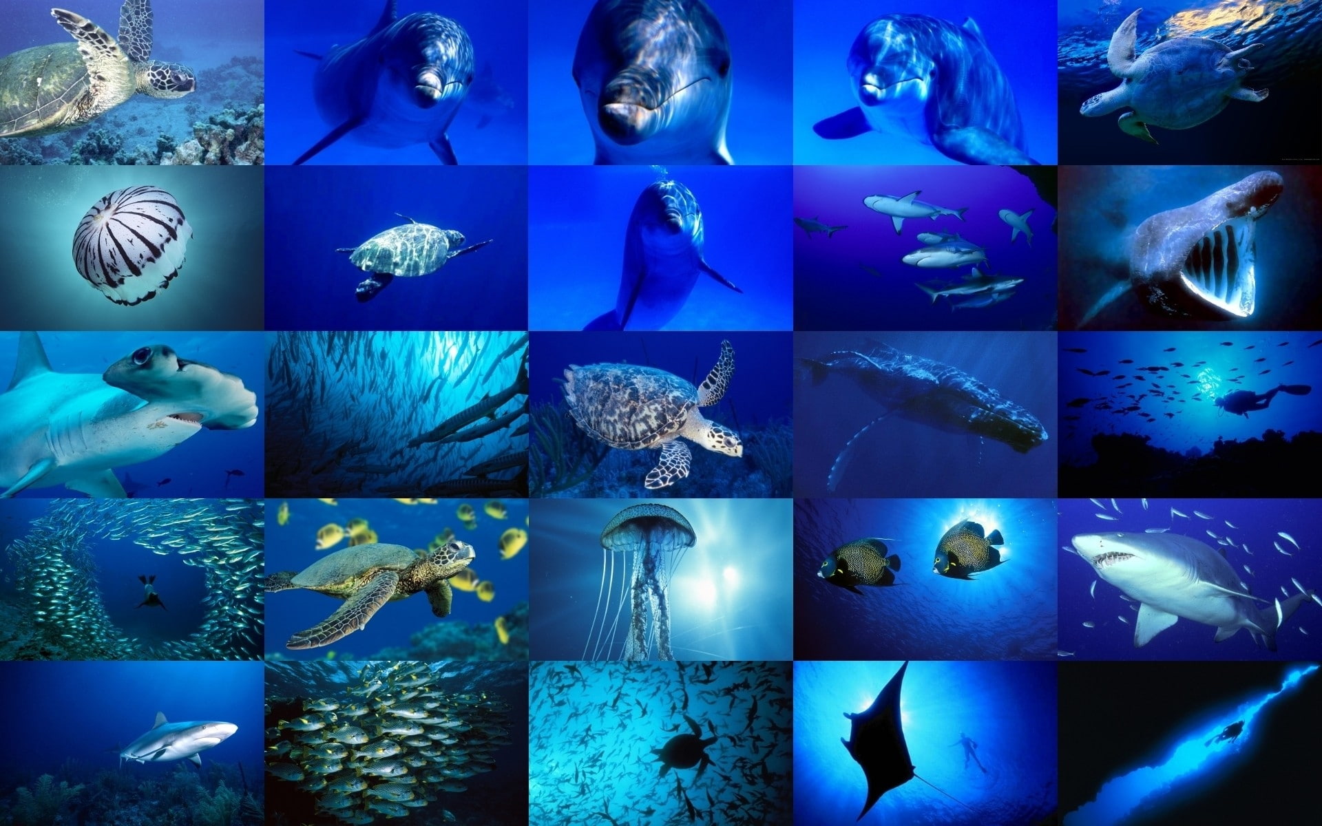 ocean fish turtles collage dolphins 1920x1200  Animals Dolphins HD Art