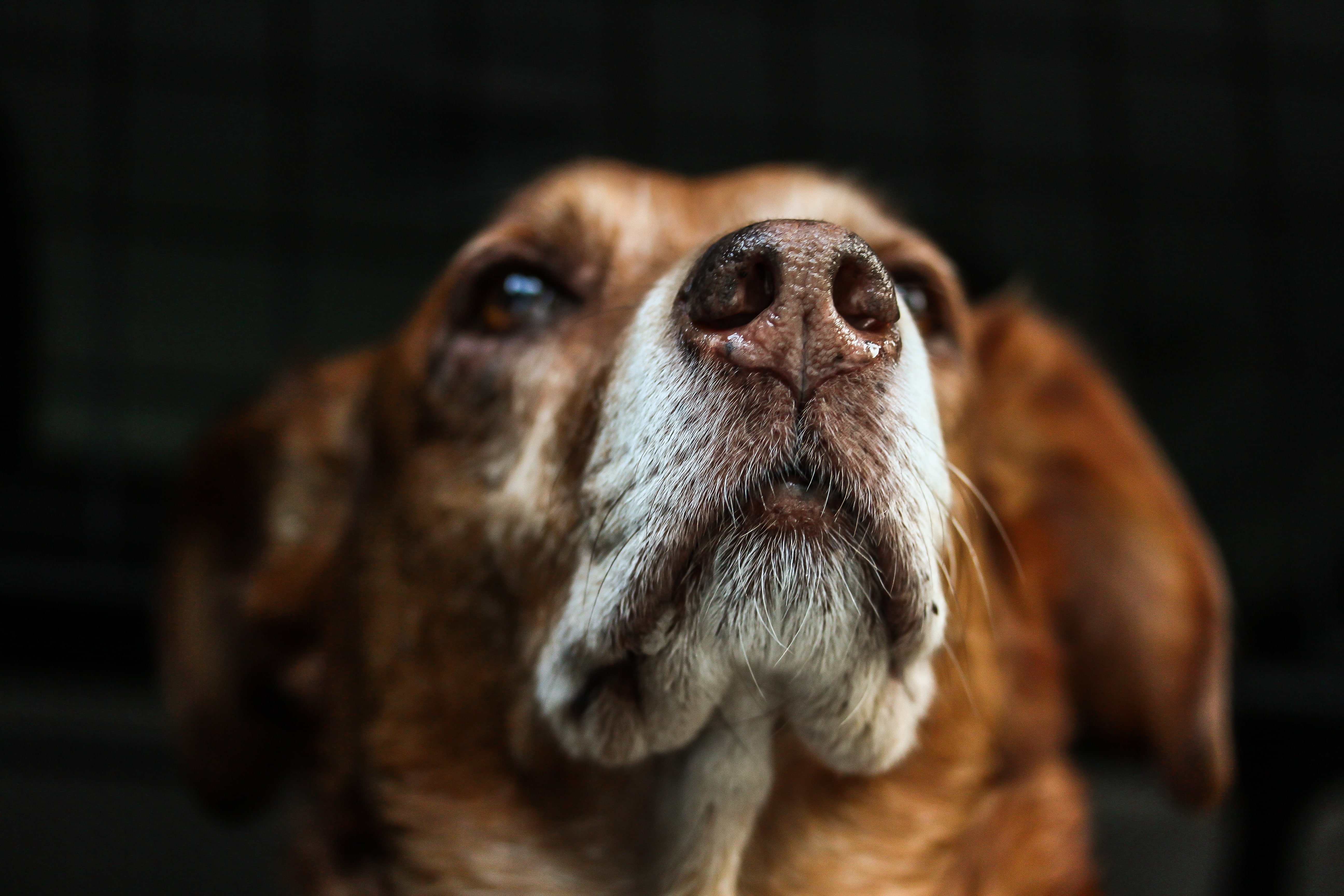 Dog, Muzzle, Sight