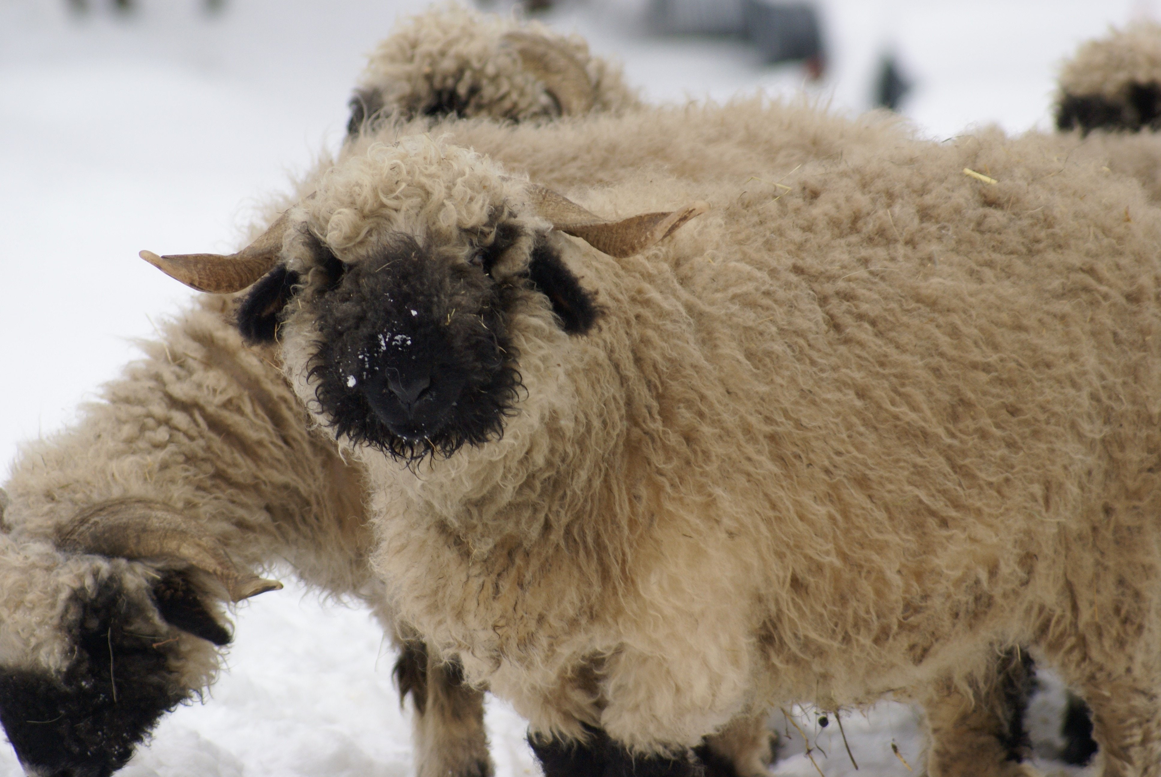 sheep