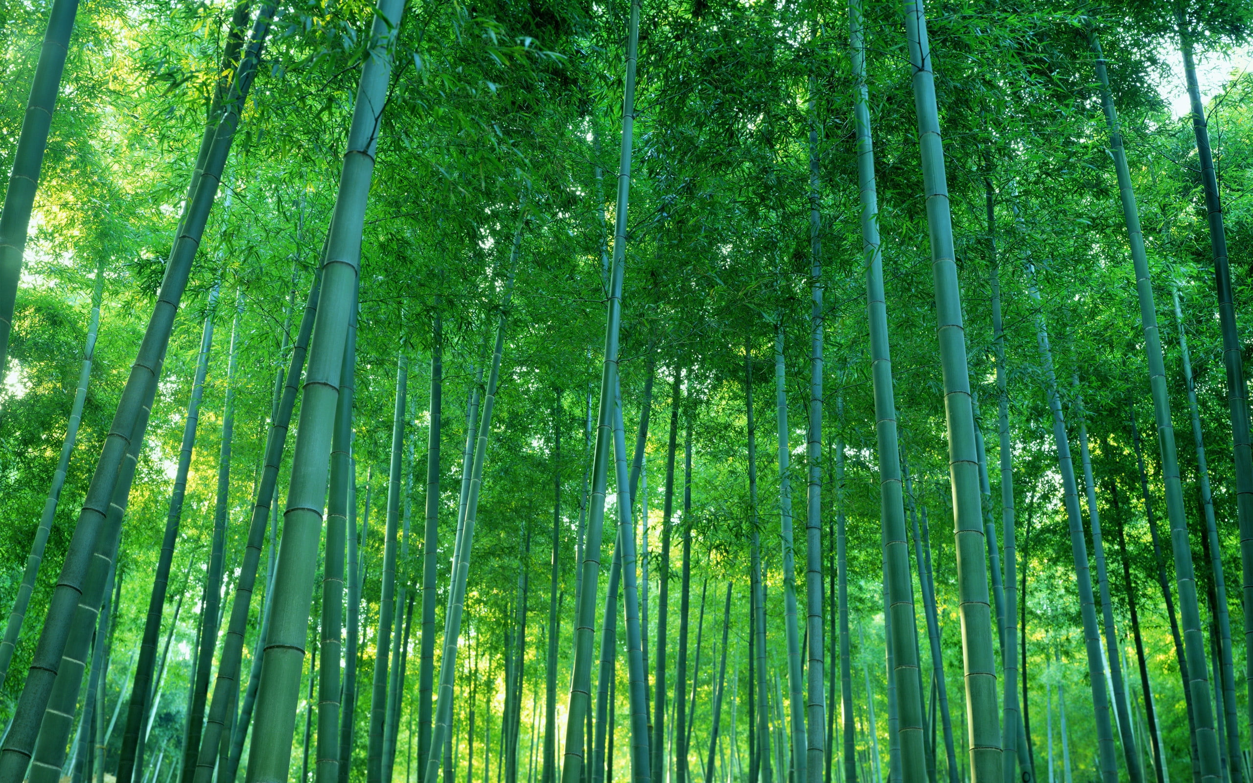 bamboo forest bamboo bamboosure thing boss bamboo forest 2560x1600  Nature Forests HD Art