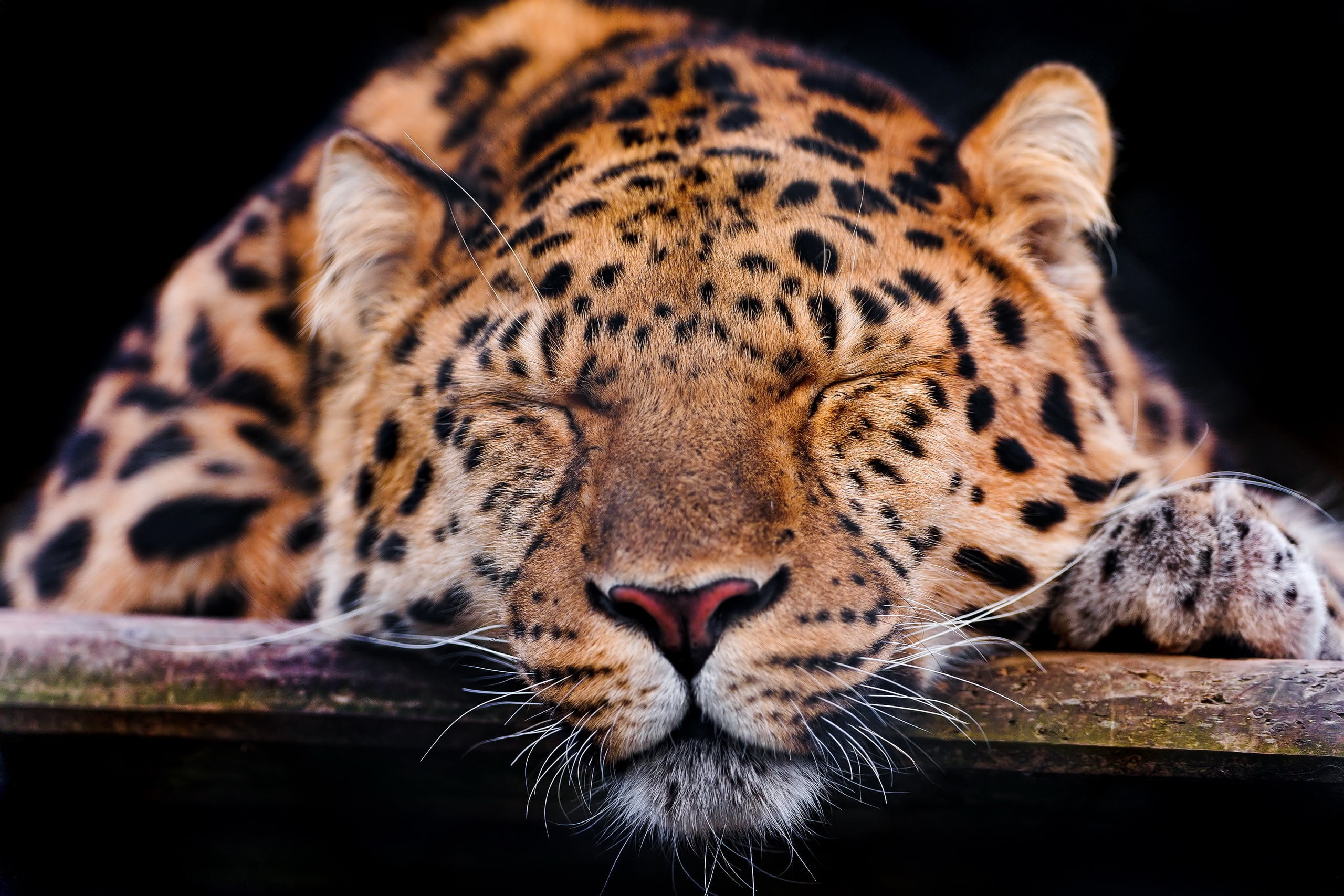 brown and black leopard wallpaper, muzzle, sleep, predator, animal