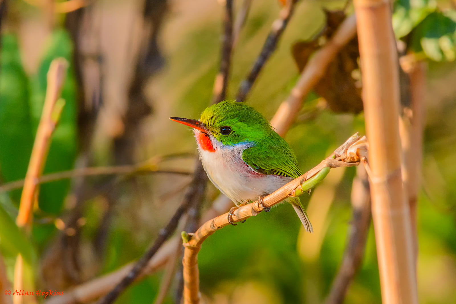 green small bird perchin on branch during daytime, cuban tody, cuban tody
