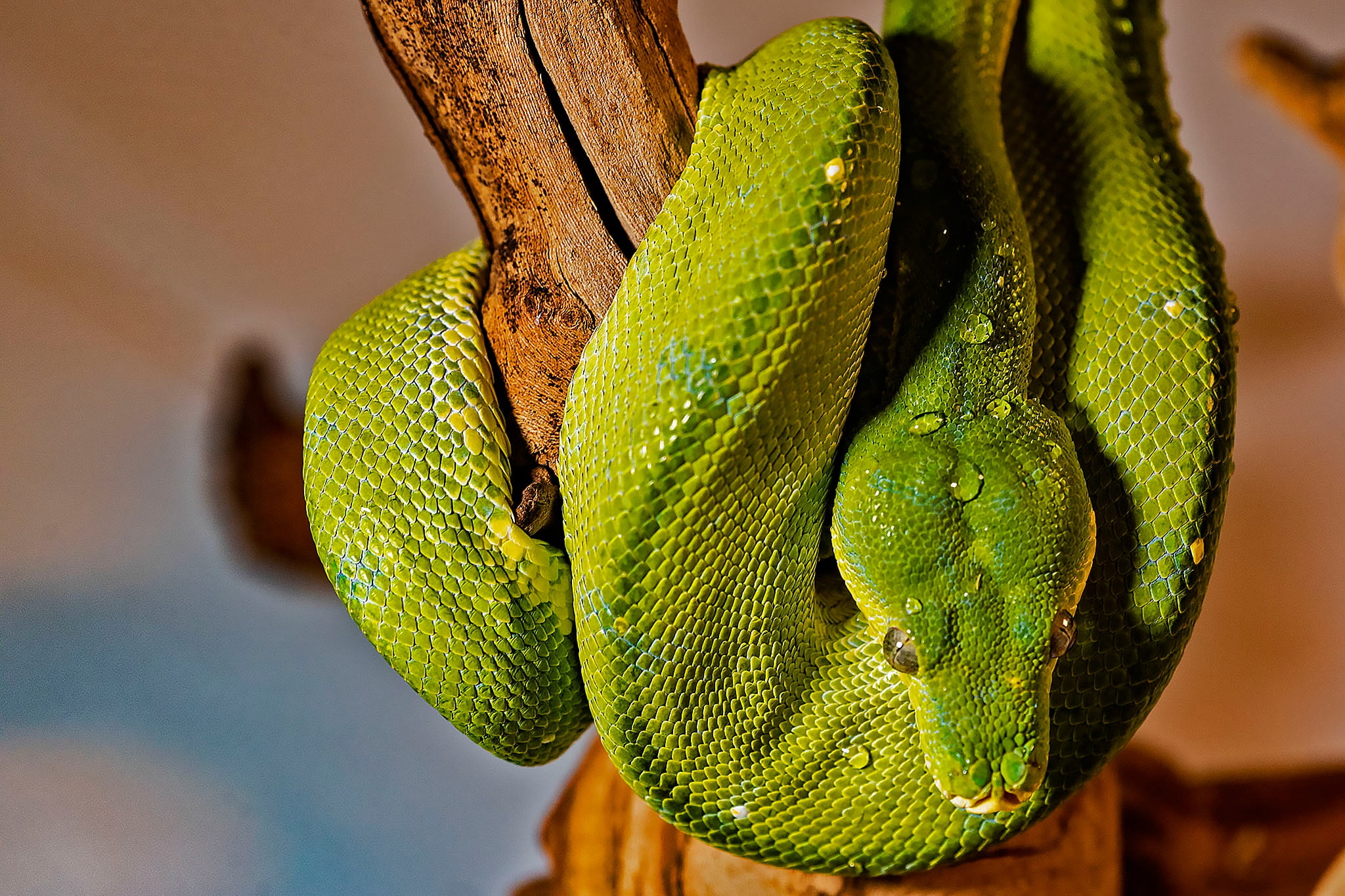 snake, Green Python, Tree Python