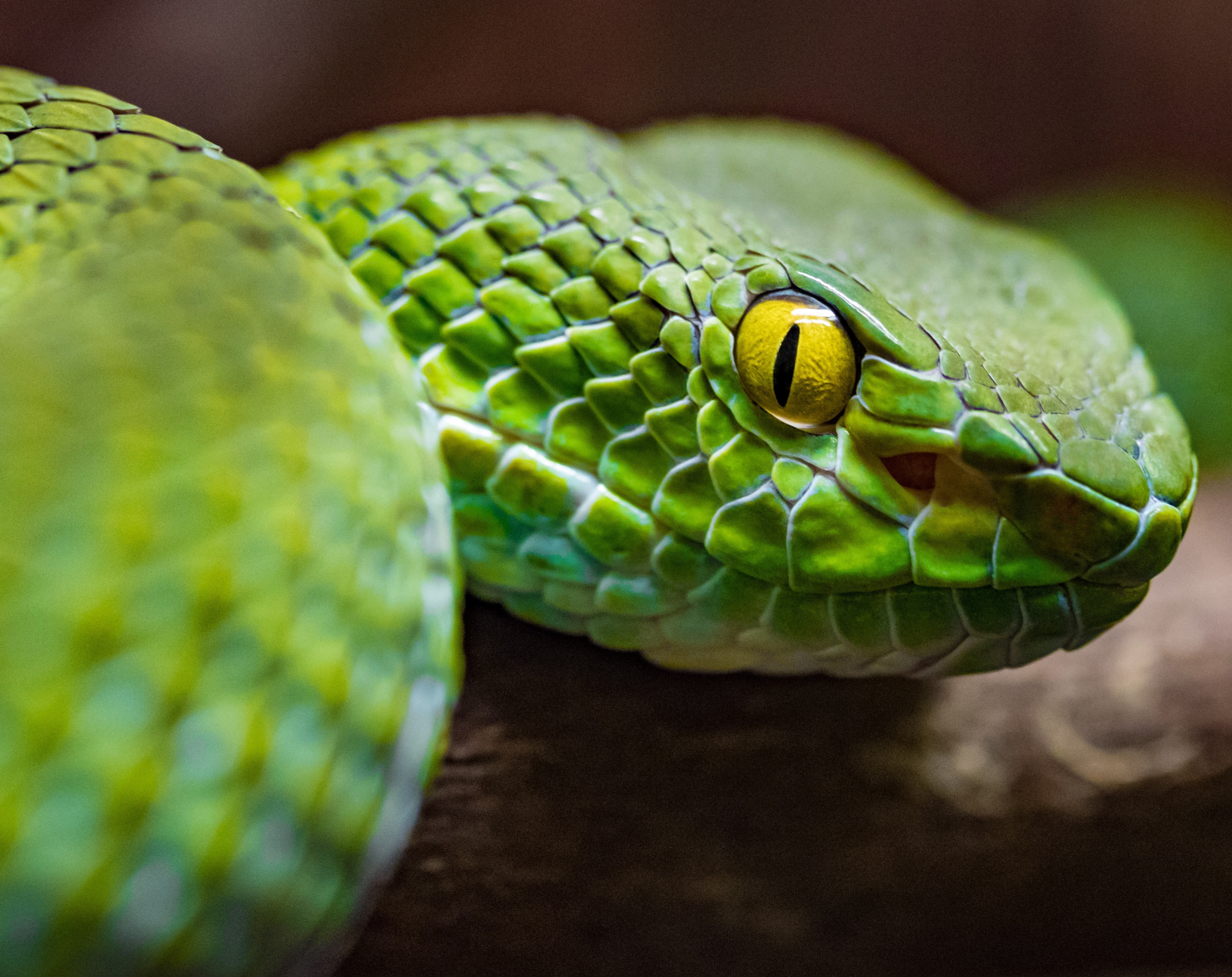 Green Tree Python, green snake, Animals, Reptiles and Frogs, animal themes