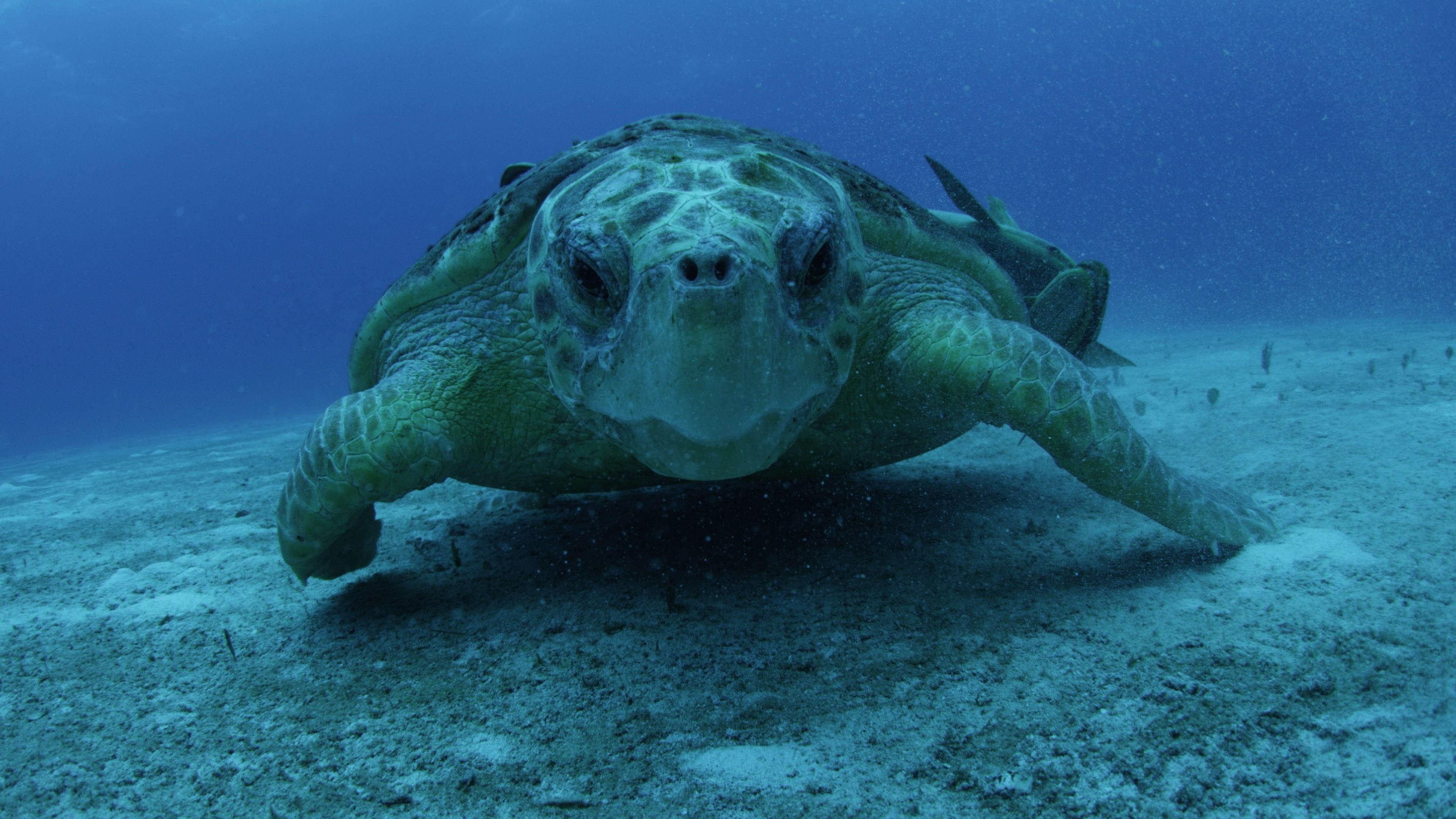turtle, underwater, sea turtle, marine biology, organism, tortoise