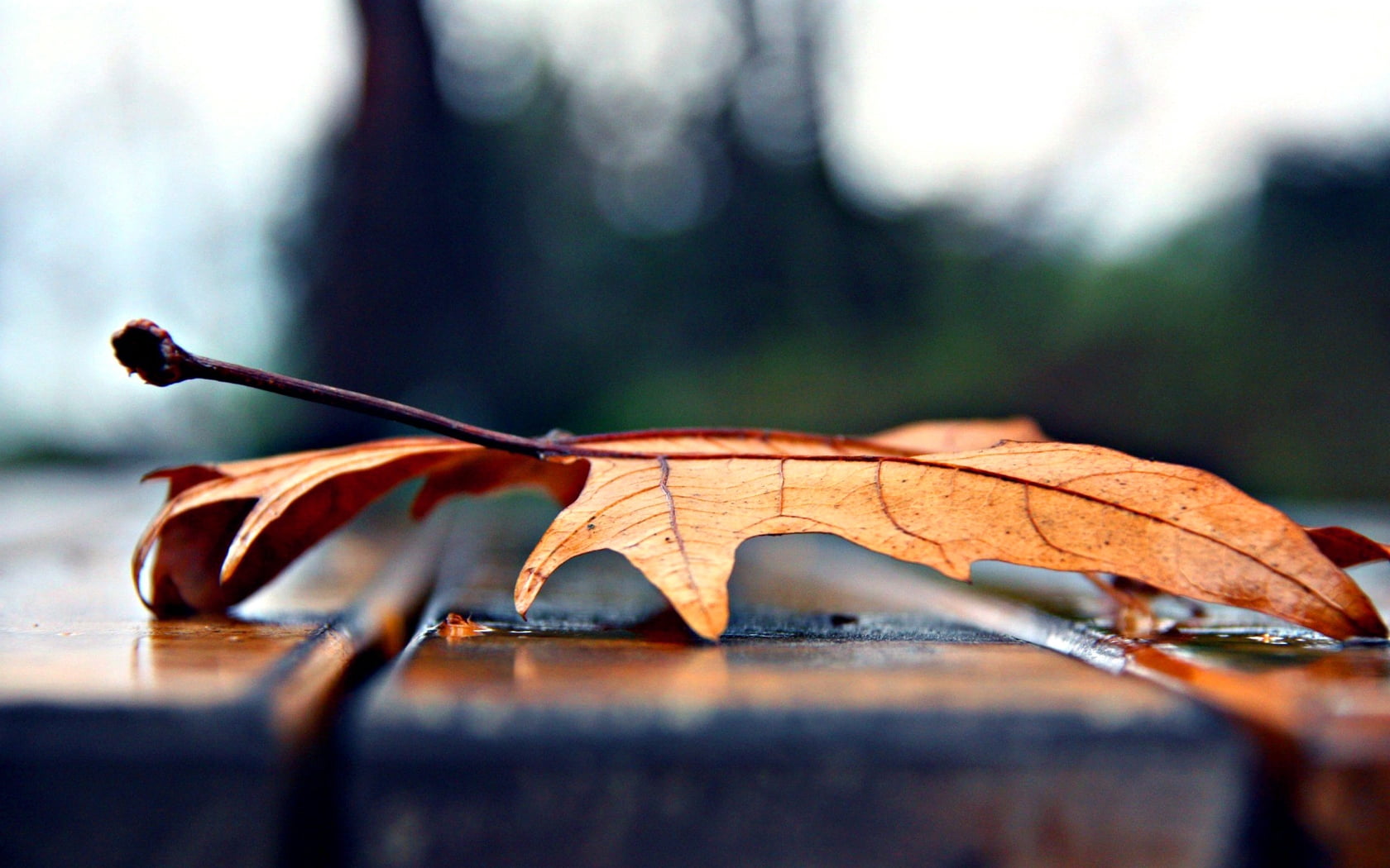 orange maple leaf, autumn, dry, nature, season, outdoors, wood - Material