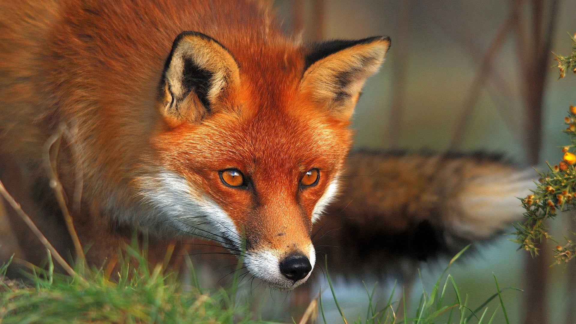 red fox, face, eyes, grass, animal, wildlife, animals In The Wild