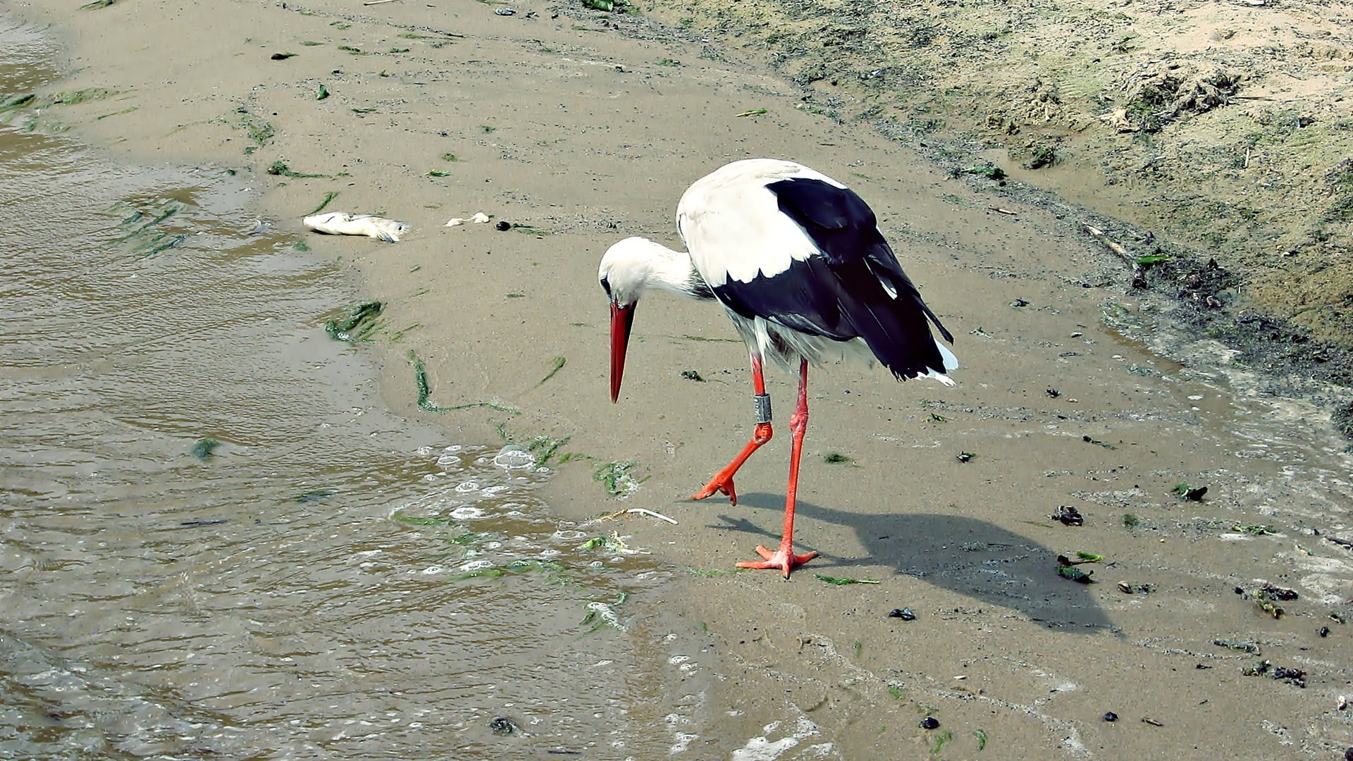 black and white bid, crane, shore, bird, stork, wildlife, nature