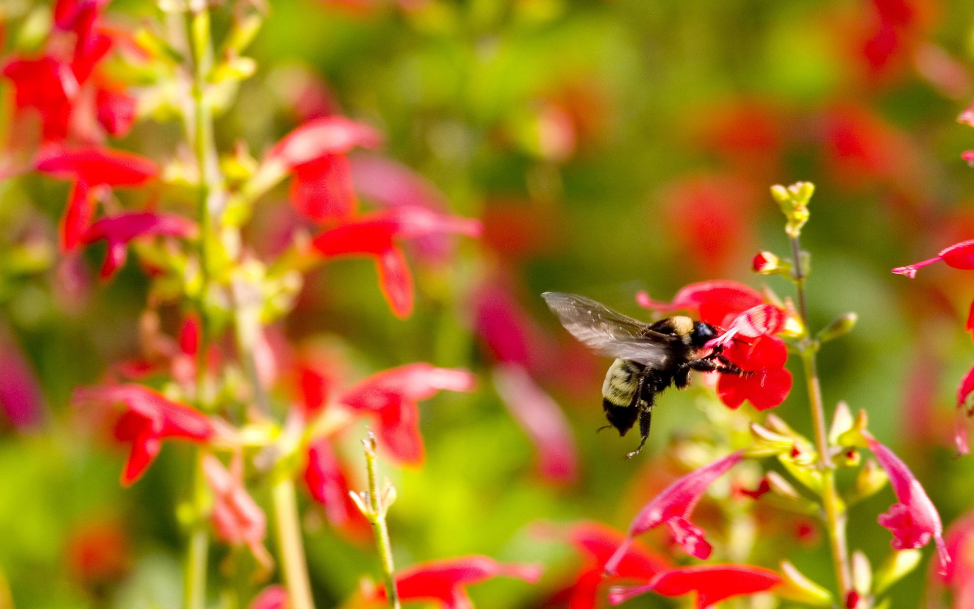 Insects, Bee