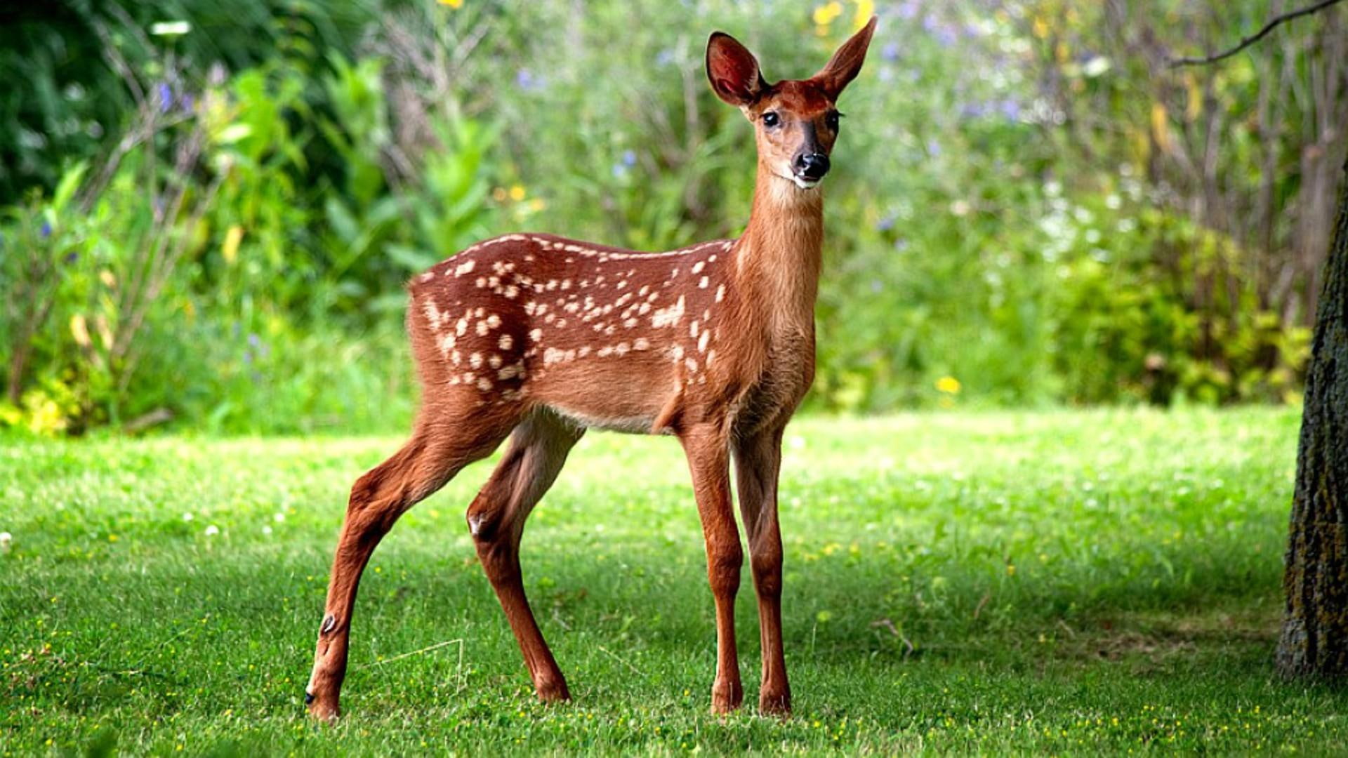Wild Baby Fawn, white spotted deer, baby animals, buck, nature