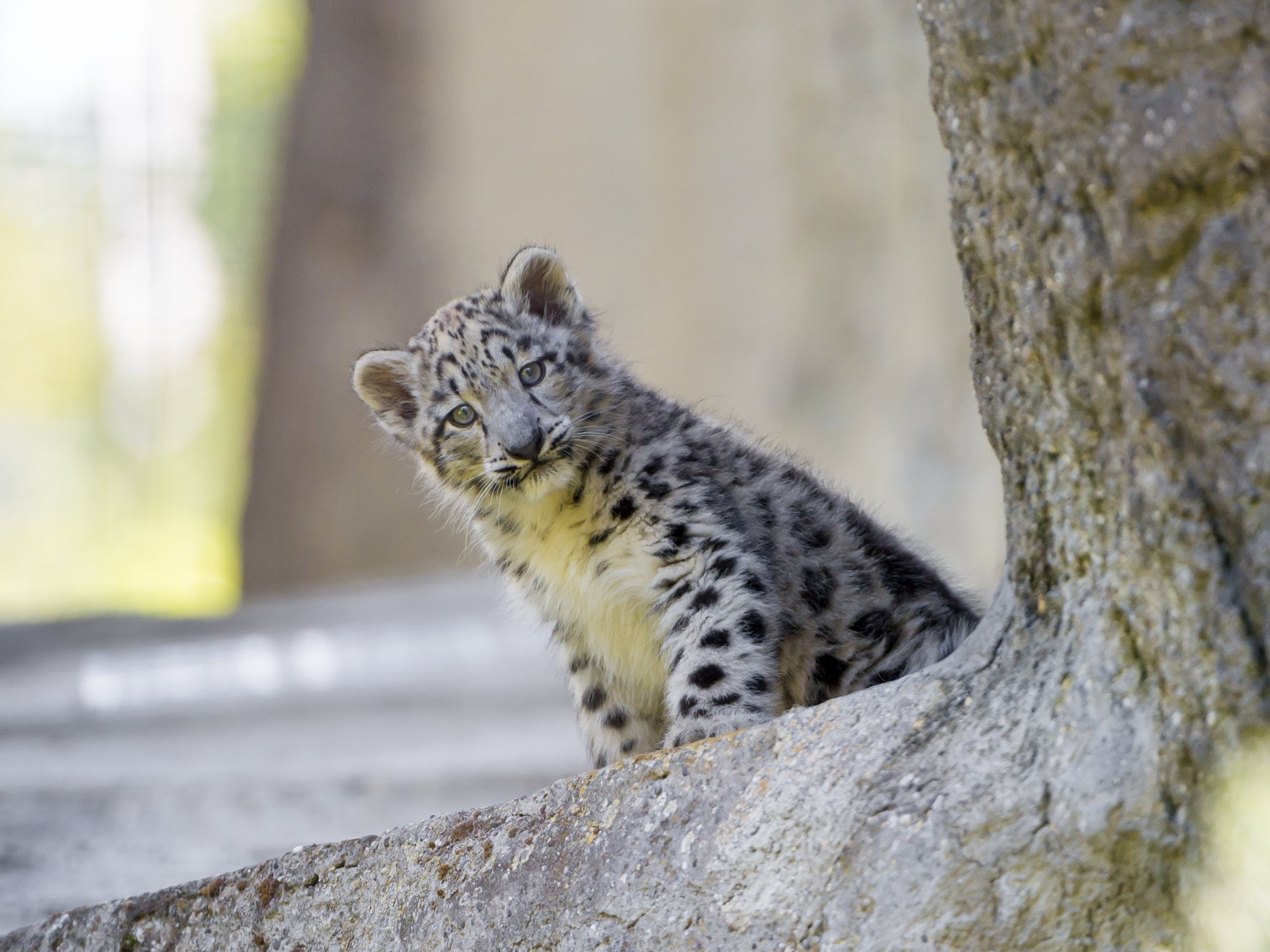 Cats, Snow Leopard, Baby Animal, Big Cat, Cub