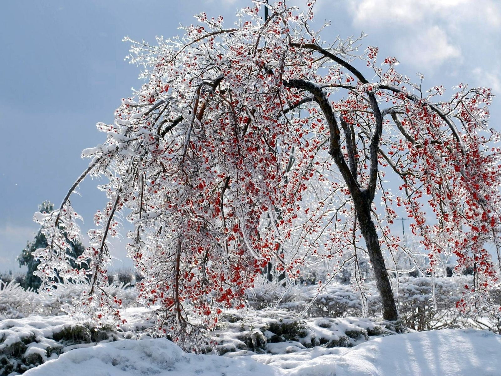 witted tree, branches, fruits, snow, ice, winter, nature, season