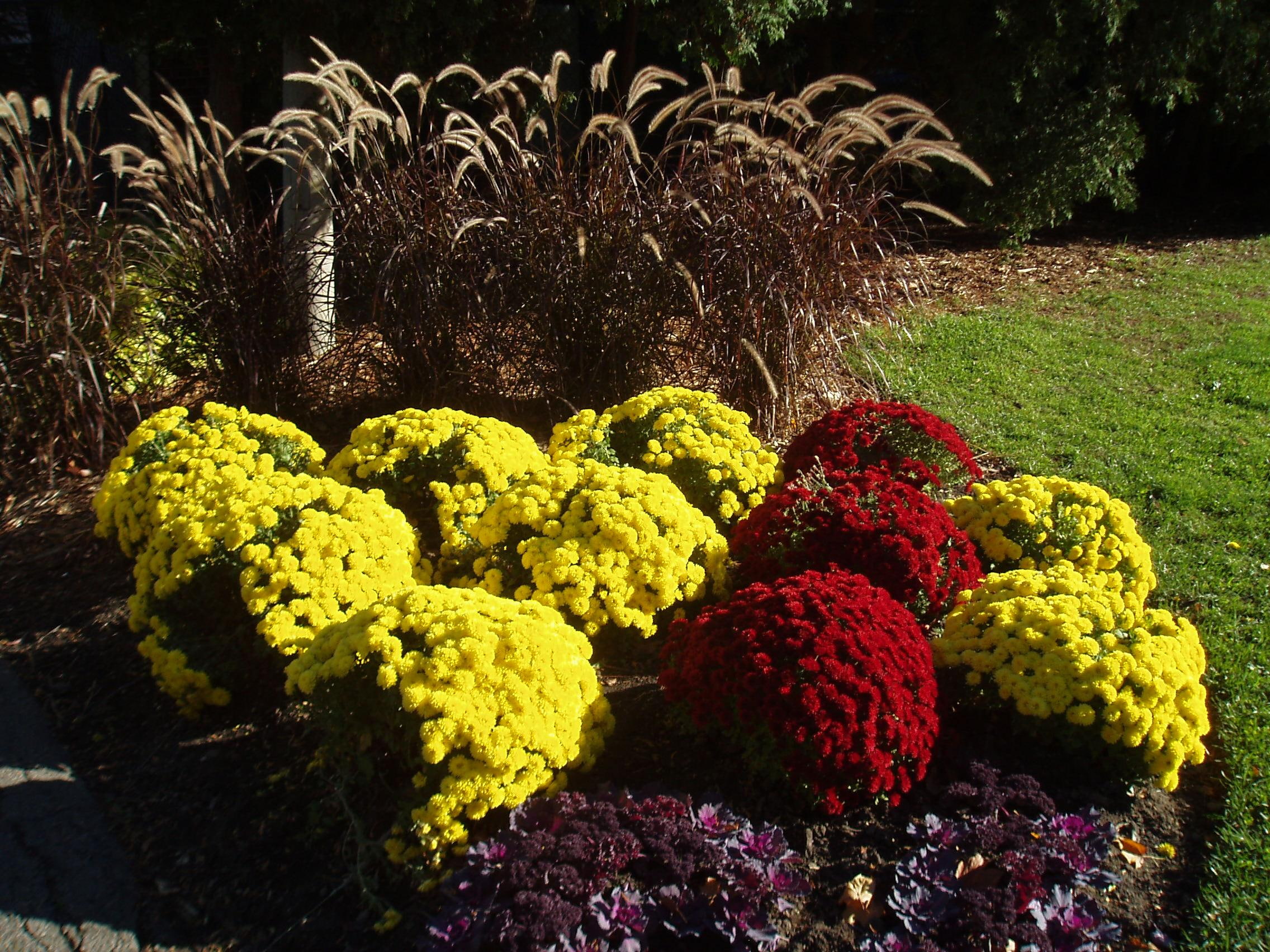 Mums, colours, autumn finery, quiet corner, fall beauties, 3d and abstract