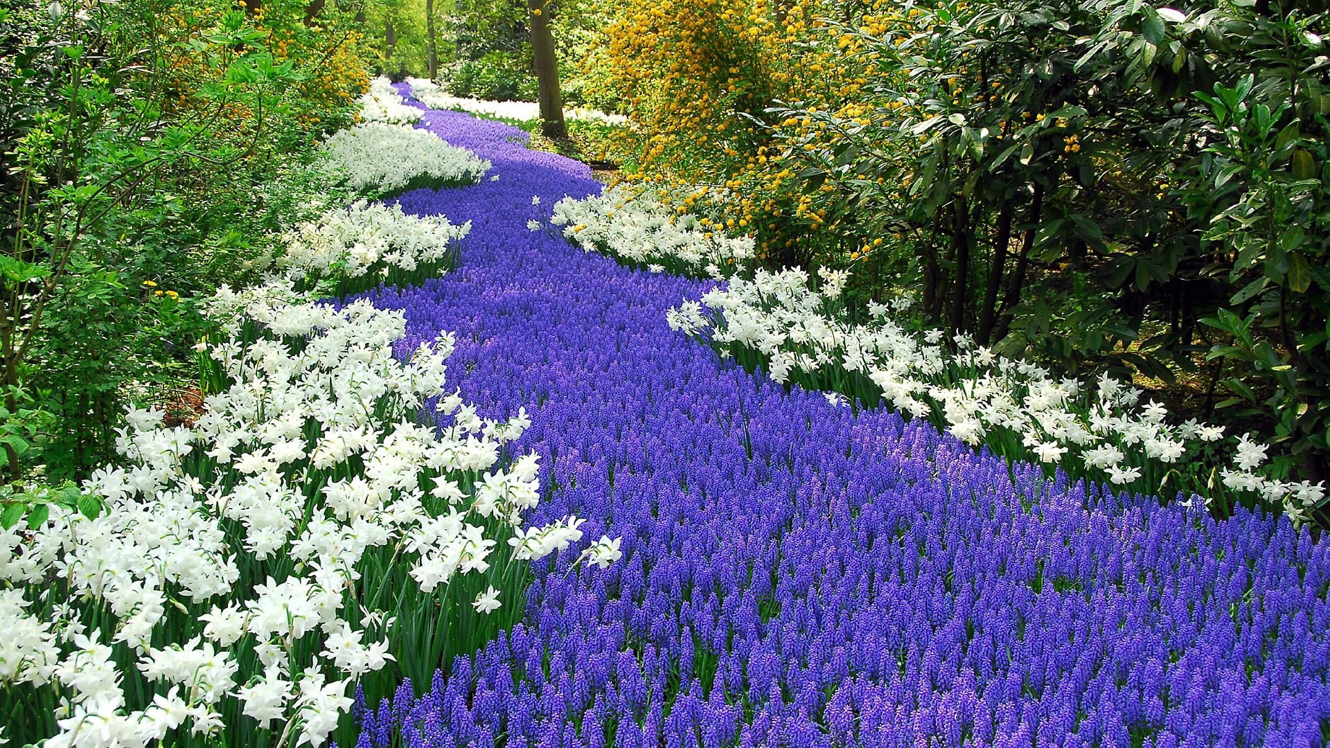 white and purple flowering field, daffodils, muscari, road, shrubs