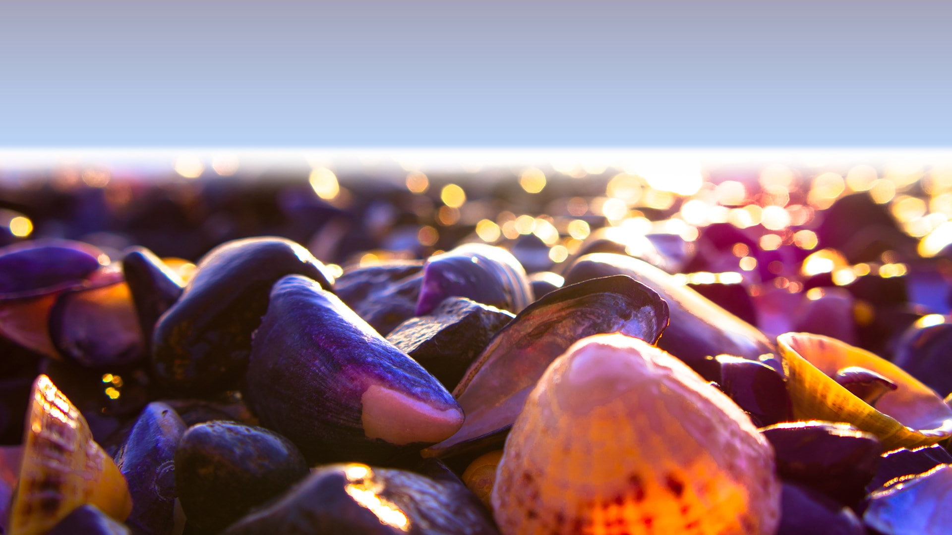 shell