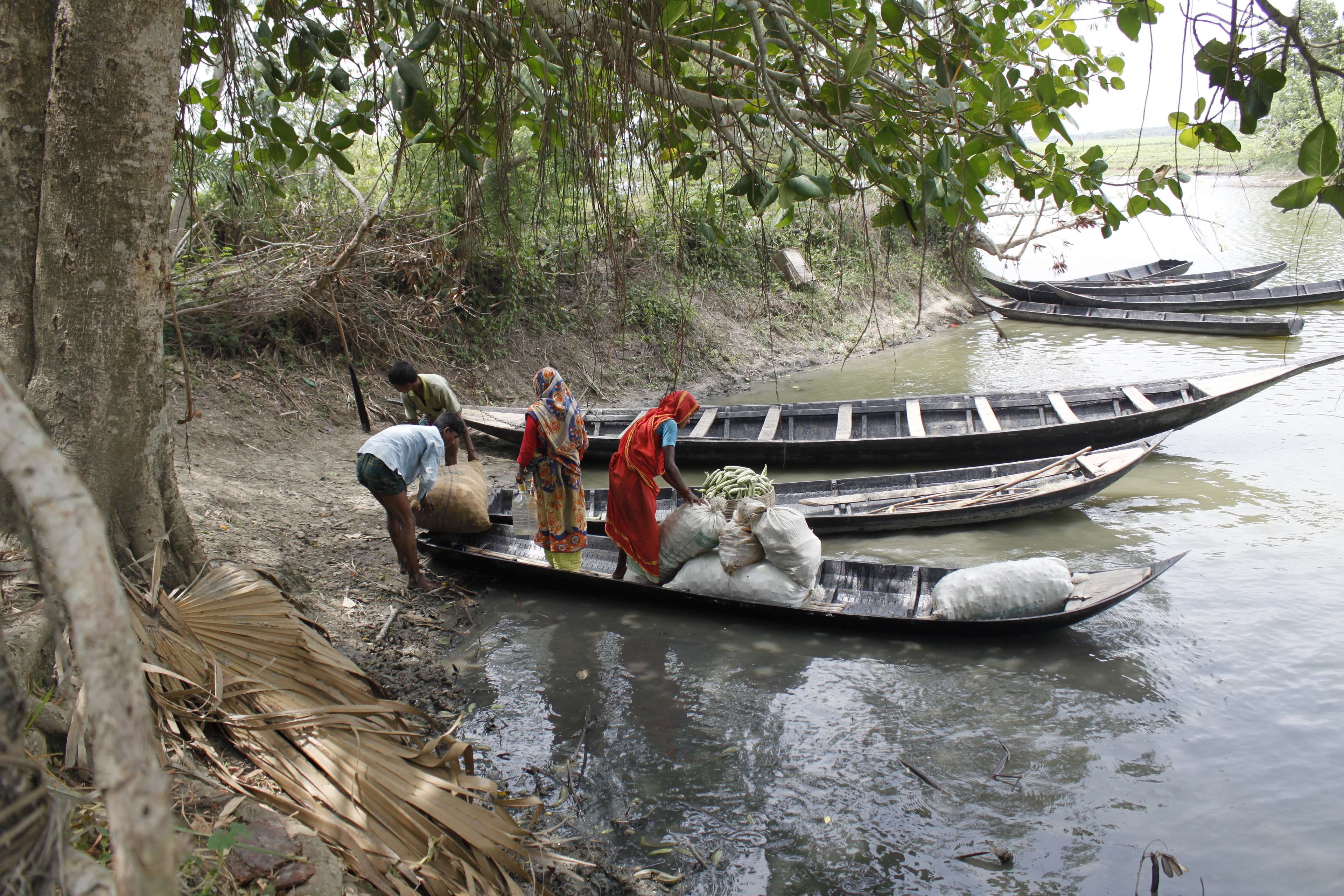 bangladesh, boat, canal, fisherman, flower, nature, paddy rice