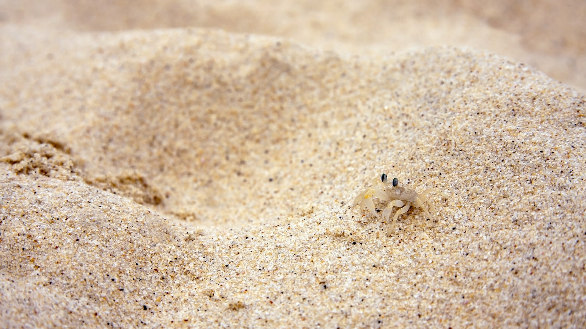 Beach Sand Small Crabs, animals