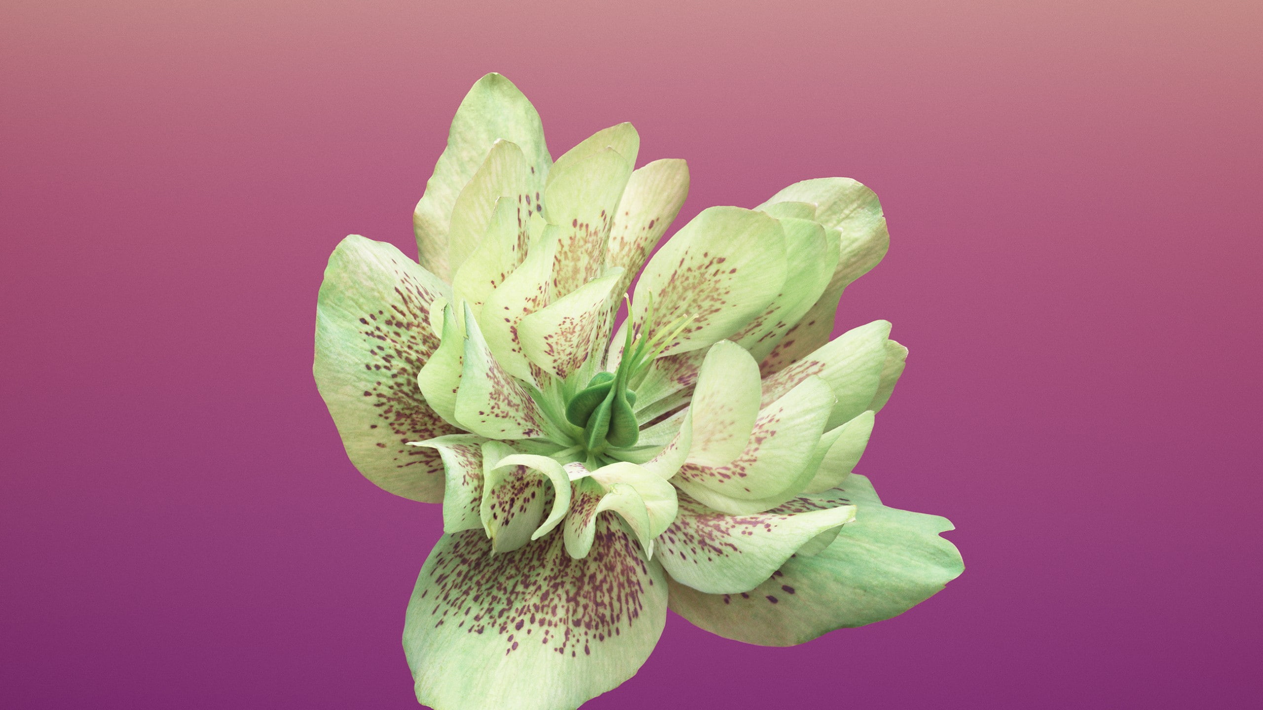 green and pink petaled flower, iPhone X wallpapers, iPhone 8