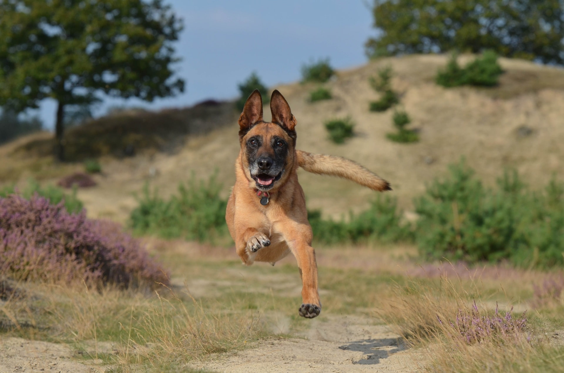 belgian malinois dog, running, Animal, one animal, canine, pets