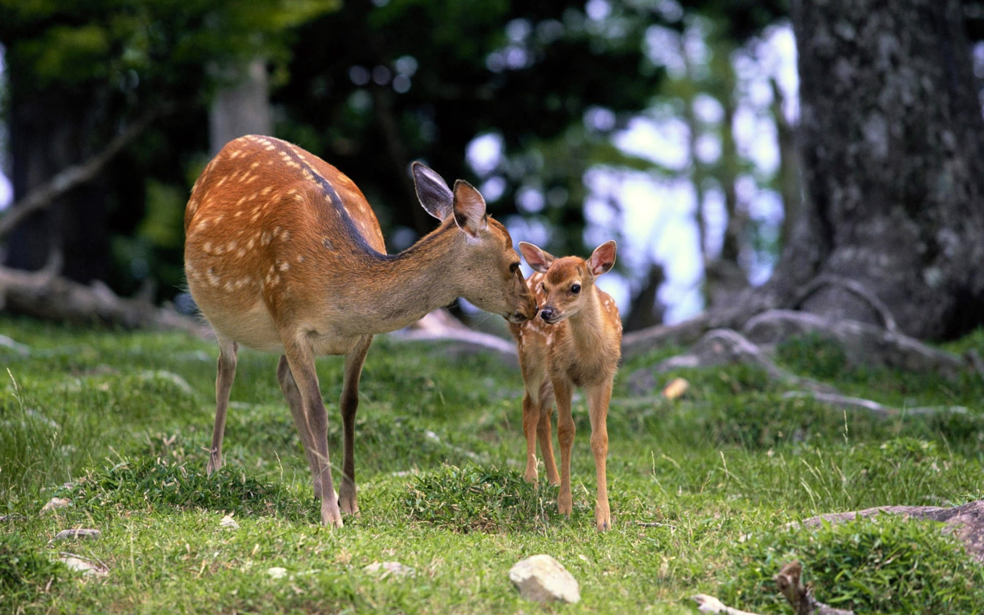 two white spotted deers, baby, grass, care, walking, wood, wildlife